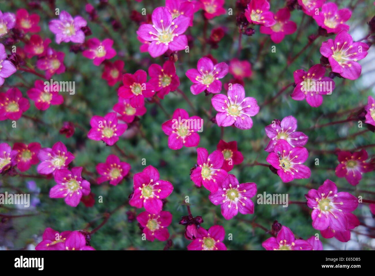 Pink Saxifrage Flowers Stock Photo