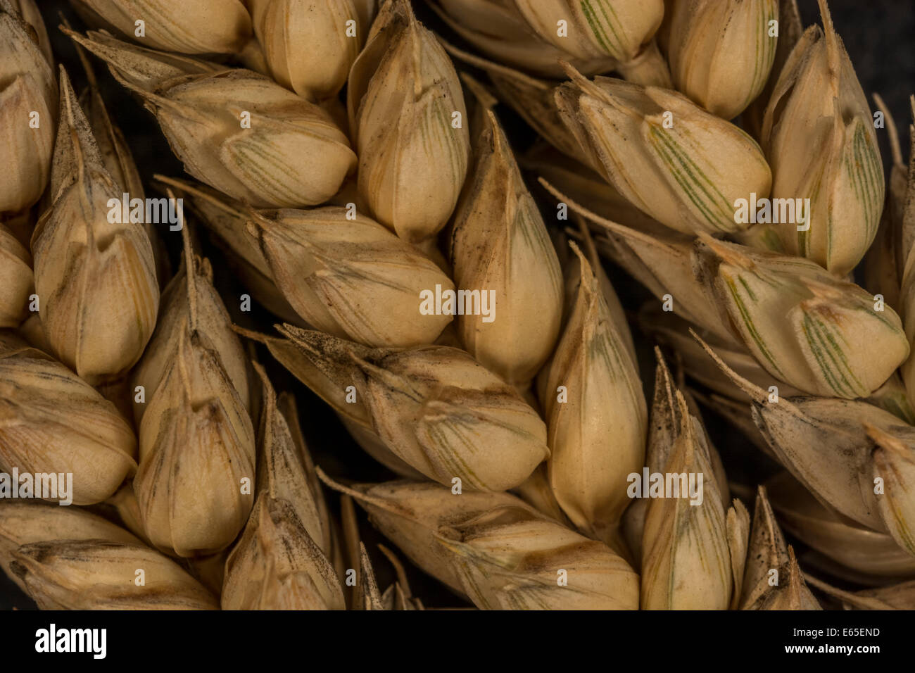 Close-up of wheat (Triticum sp.) ears. Visual metaphor for concept of famine. For food security / growing food, wheat as commodity globally. Stock Photo