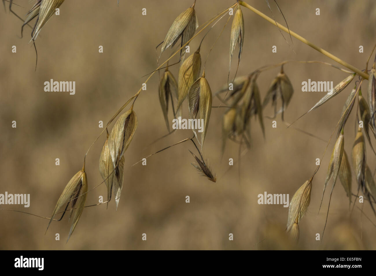 Close-up of common oat / Avena sativa. Visual metaphor for concept of famine. Metaphor for food security / growing food. Stock Photo