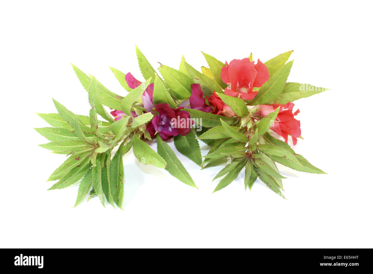 fresh healthy red and purple Balsam on a light background Stock Photo