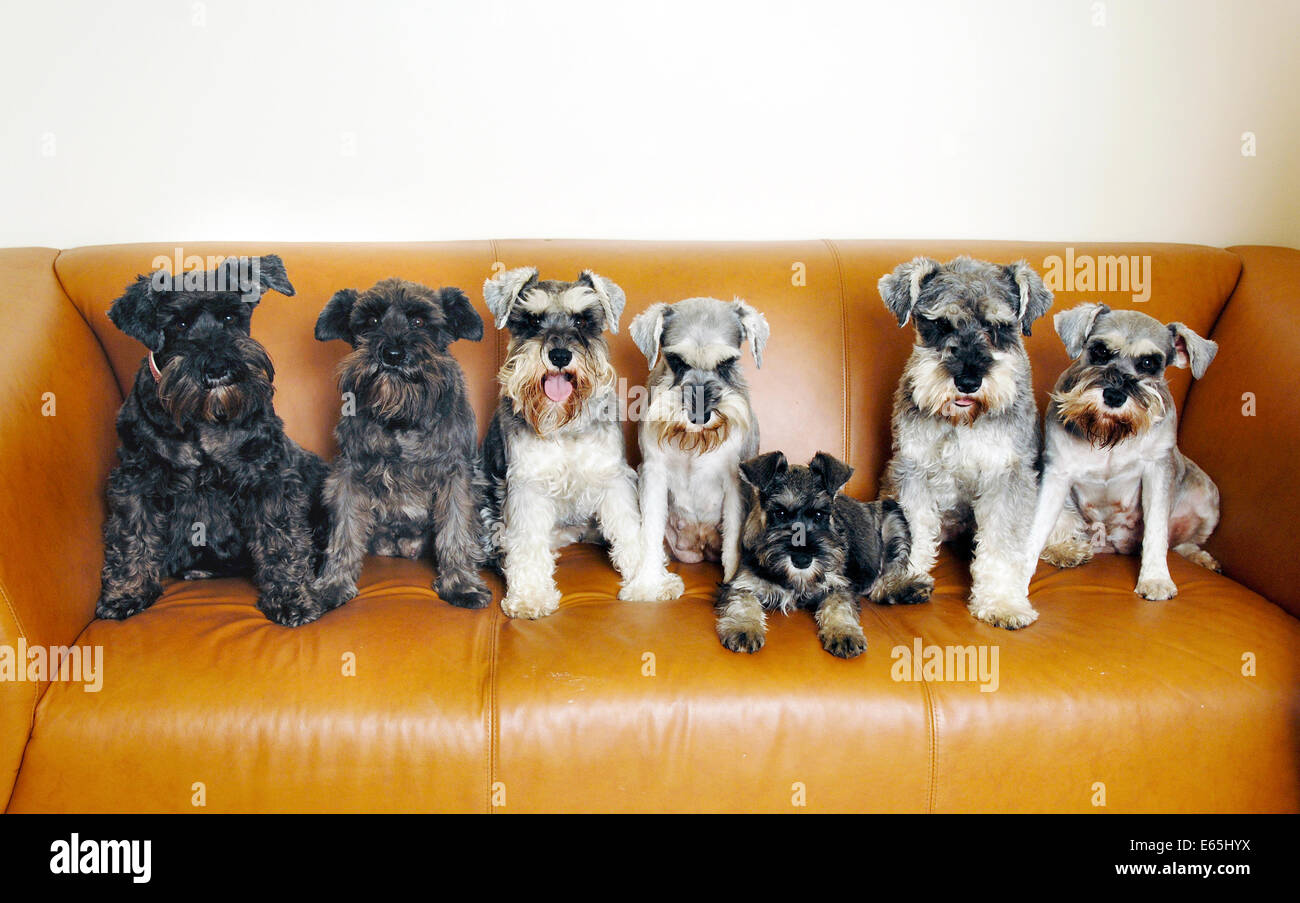 schnauzer family