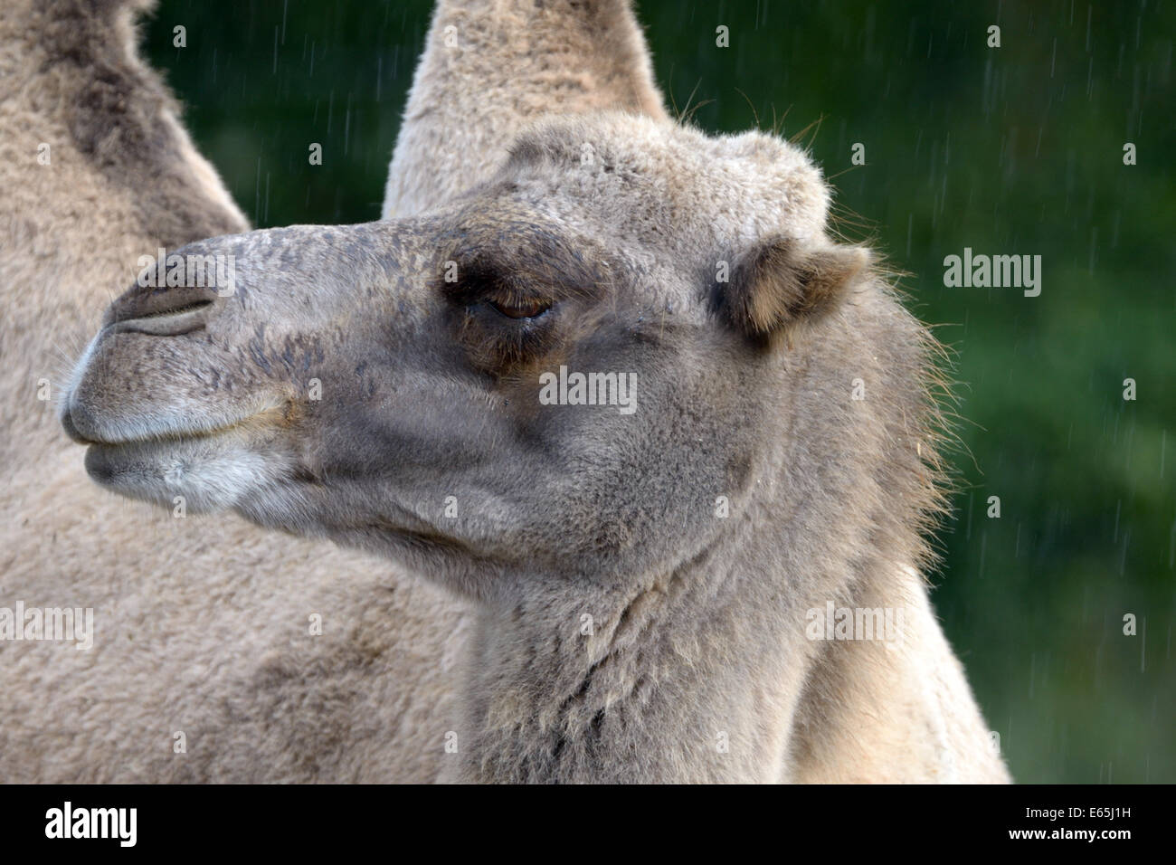 Portrait of bactrian camel (Camelus bactrian) in the rain Stock Photo