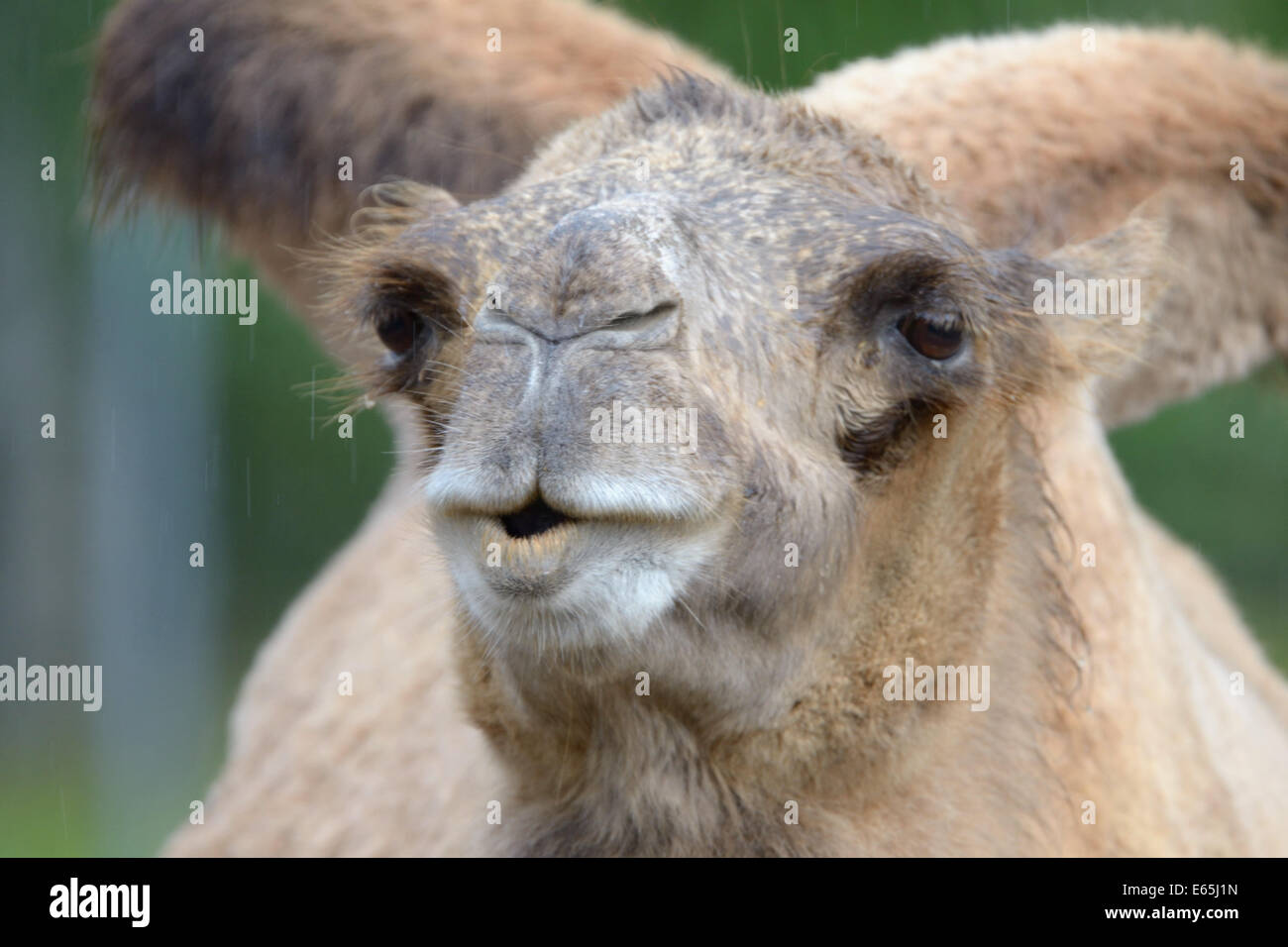 Portrait of bactrian camel (Camelus bactrian) Stock Photo