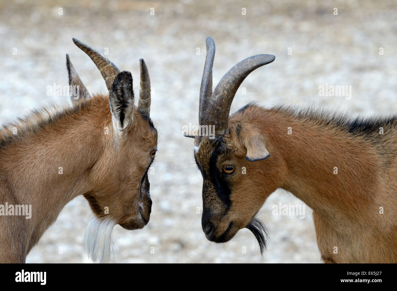 The domestic goat (Capra aegagrus hircus) is a subspecies of goat. Stock Photo