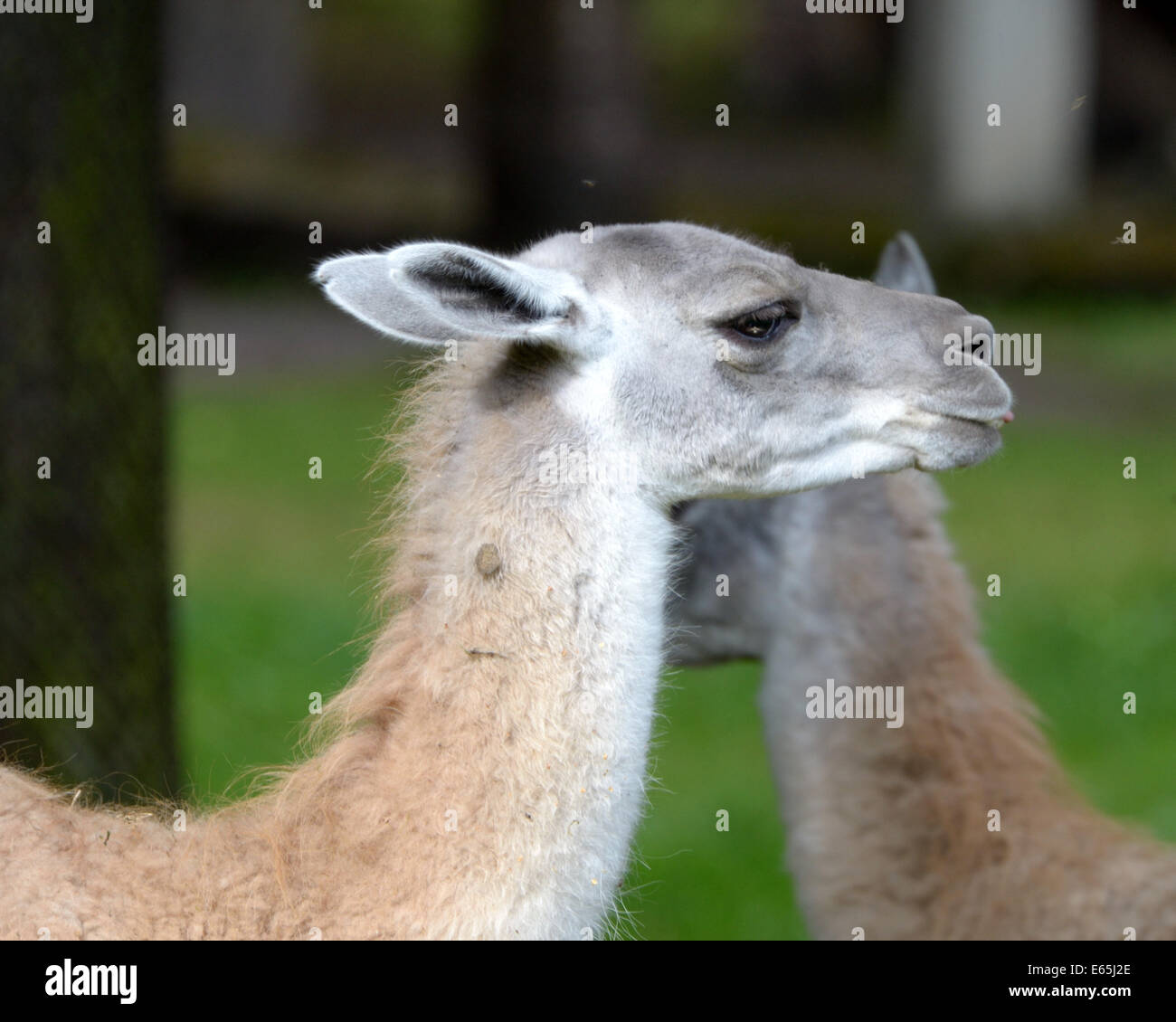Guanaco (Lama guanicoe) is a camelid native to South America that stands between 1 and 1.2 metres. Stock Photo