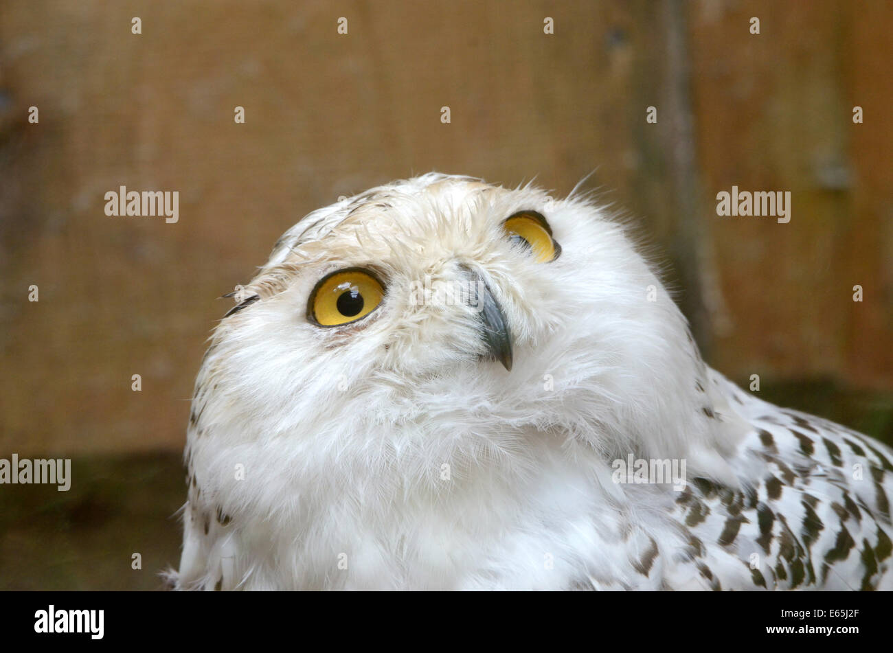 Portrait of snowy owl (Nyctea scandiaca) in zoological garden Stock Photo