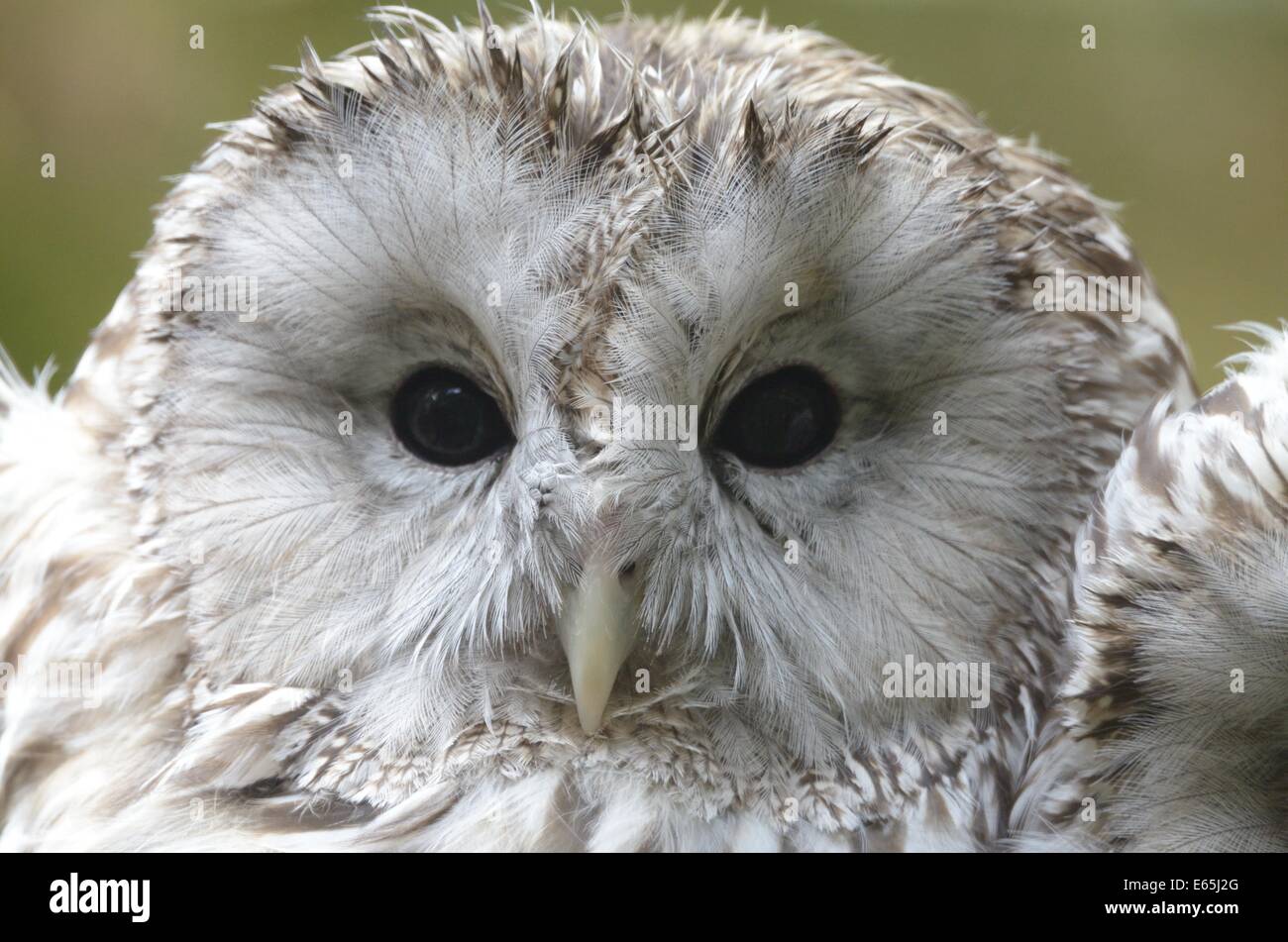 Portrait of Ural owl (Strix uralensis) in zoological garden Stock Photo