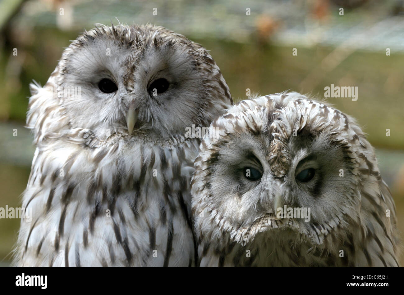 Ural owls (Strix uralensis) in zoological garden Stock Photo