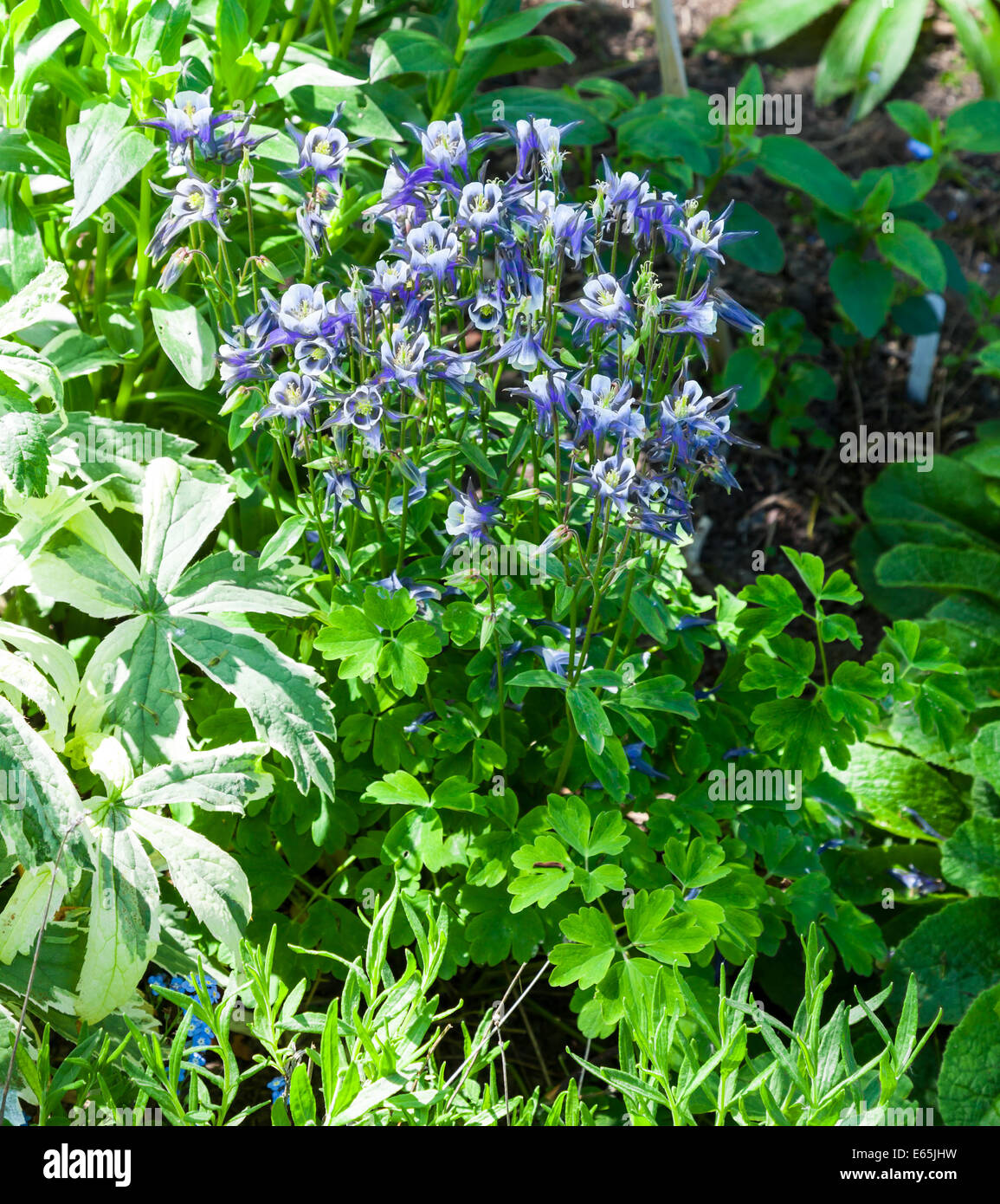 The blue and white flowers of a Common columbine (Aquilegia vulgaris) Stock Photo
