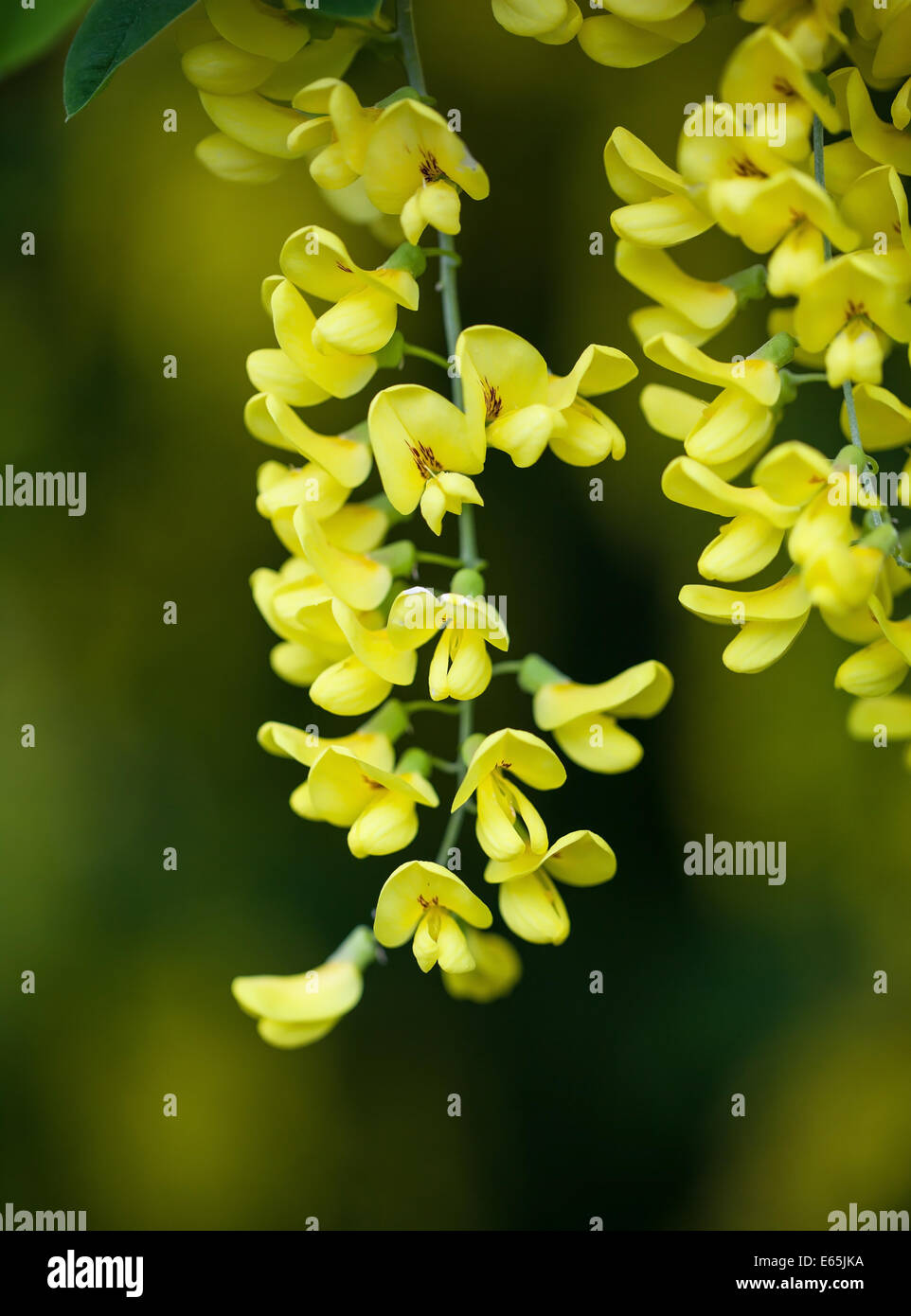 The yellow flowers of Cytisus scoparius, the common broom or Scotch broom Stock Photo
