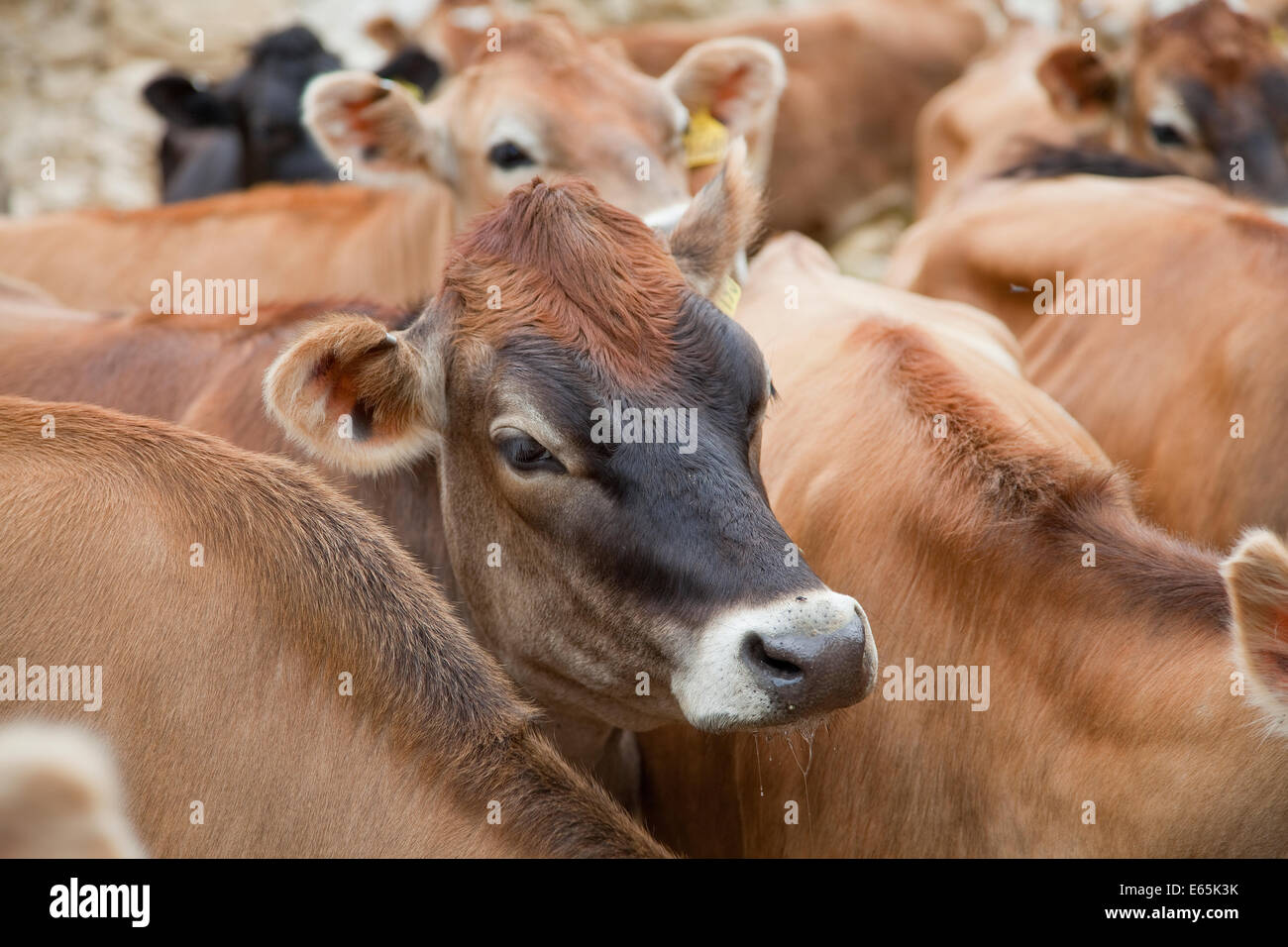 Jersey cattle hi-res stock photography and images - Alamy