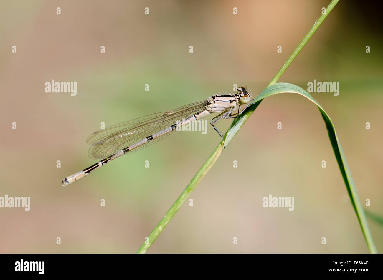 Female Common Blue Damselfly resting on grass stalk Stock Photo - Alamy