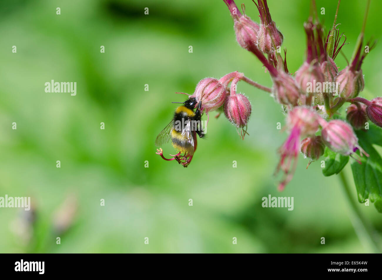 Worker bee collecting pollen Stock Photo Alamy