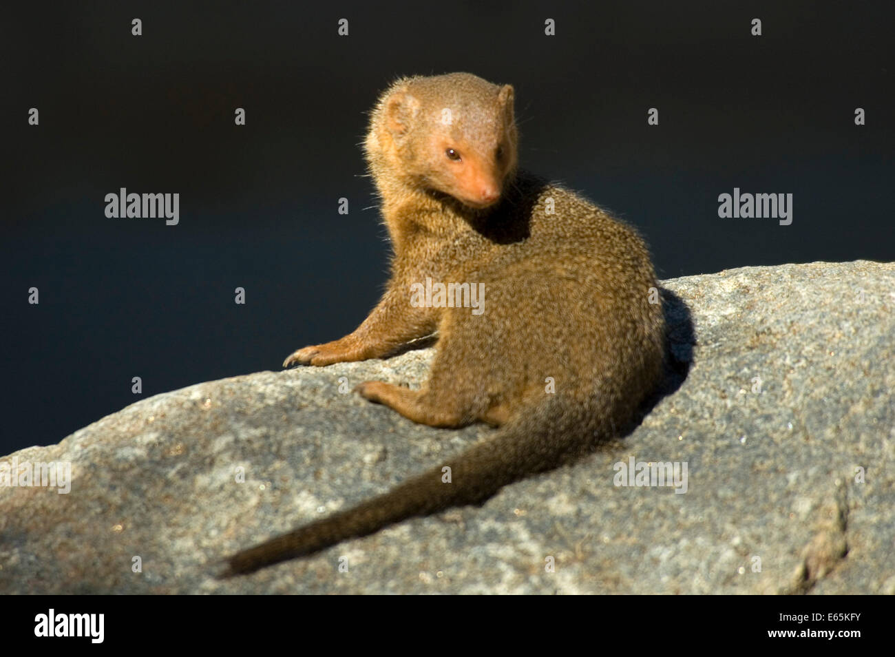 Dwarf mongoose, San Diego Zoo, Balboa Park, San Diego, California Stock ...