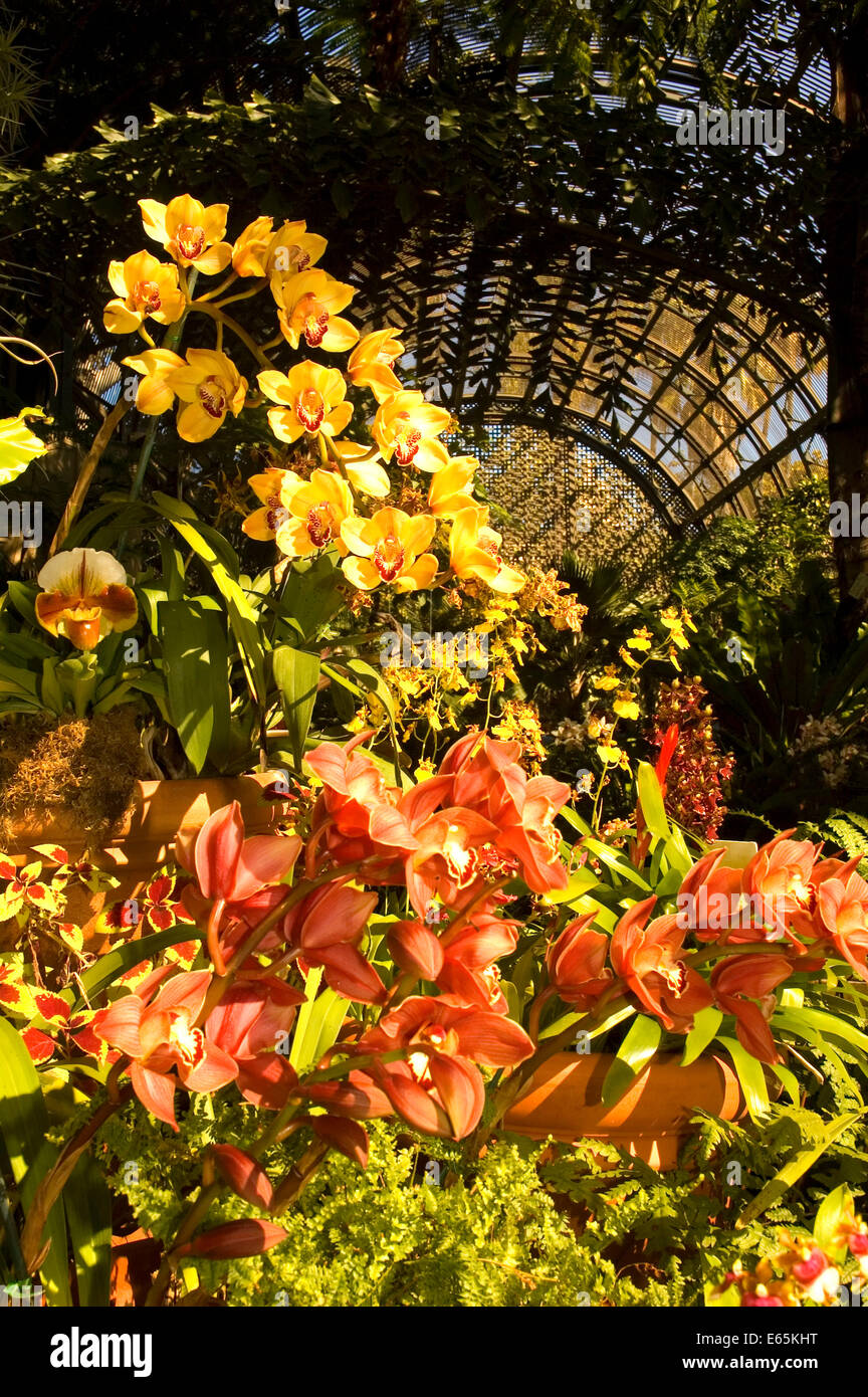 Orchids in Botanical Building, Balboa Park, San Diego, California Stock Photo