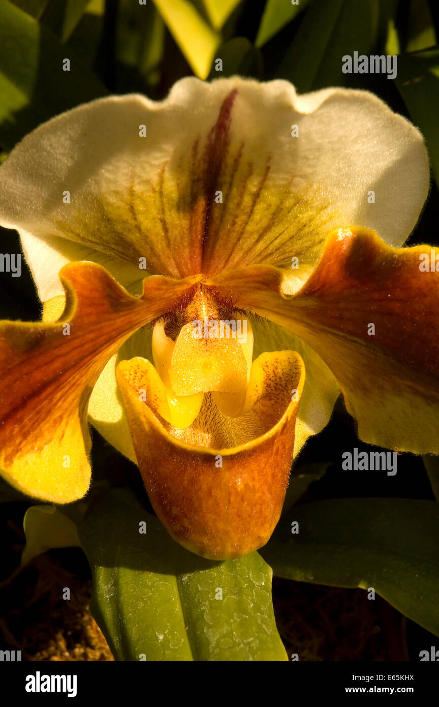 Orchid in Botanical Building, Balboa Park, San Diego, California Stock Photo
