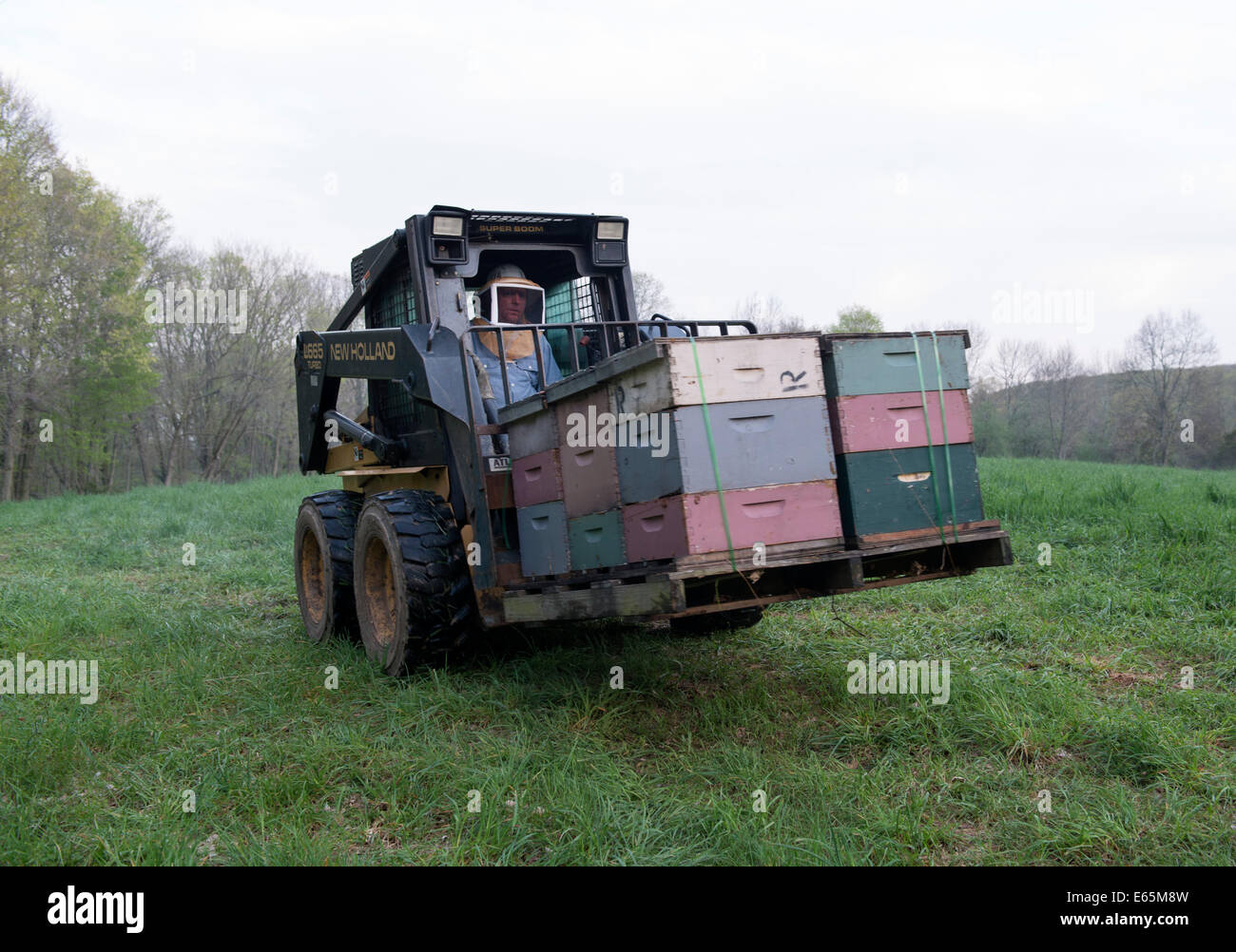 Rollie Hannan, Jr., beekeeper, uses a flatbed truck and New Holland LX665 steer skid loader to deliver hives to orchards Stock Photo