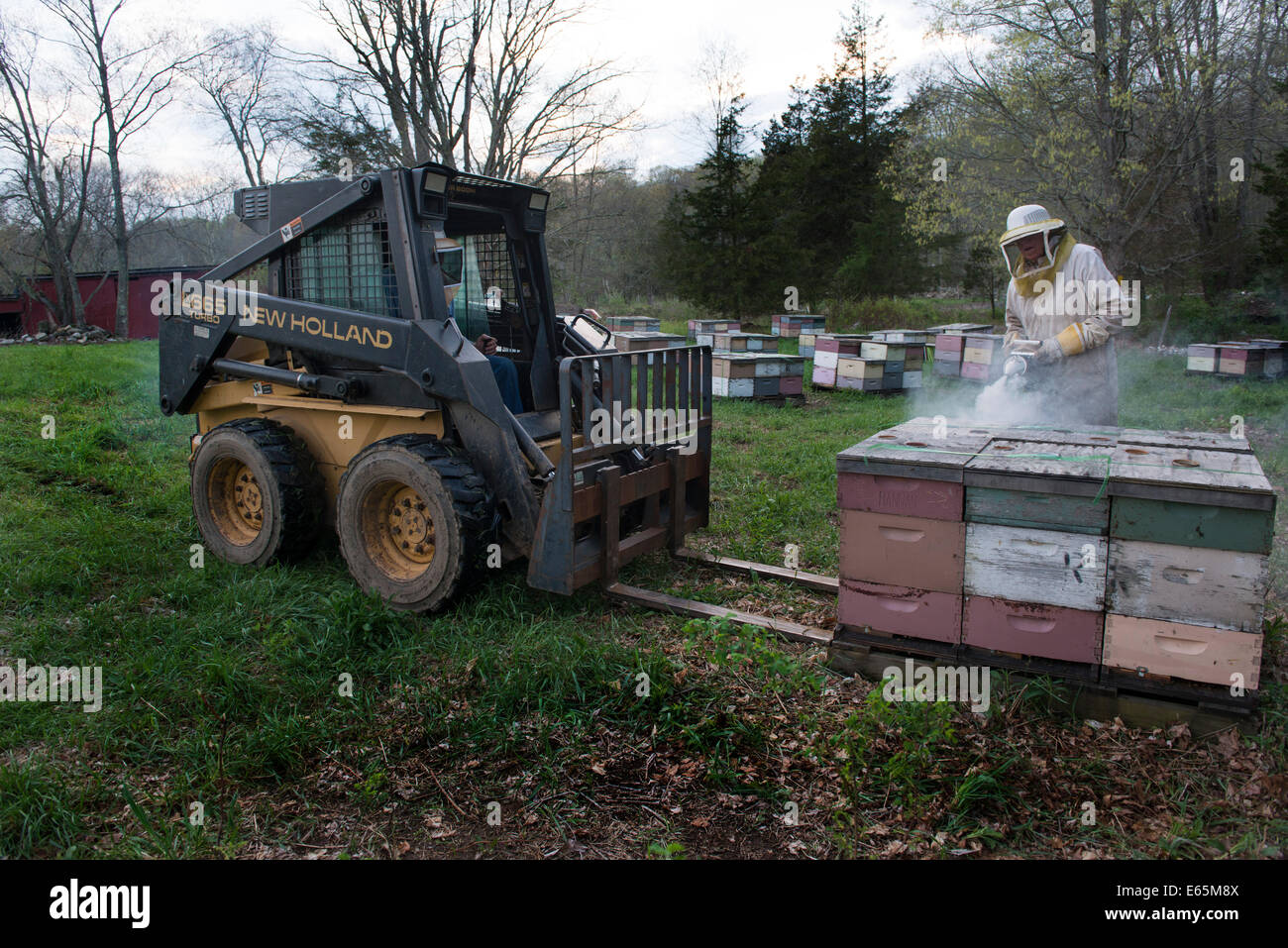 Rollie Hannan, Jr., beekeeper,and his father, with smoker, use steer skid loader to load hives onto flat bed truck for delivery. Stock Photo