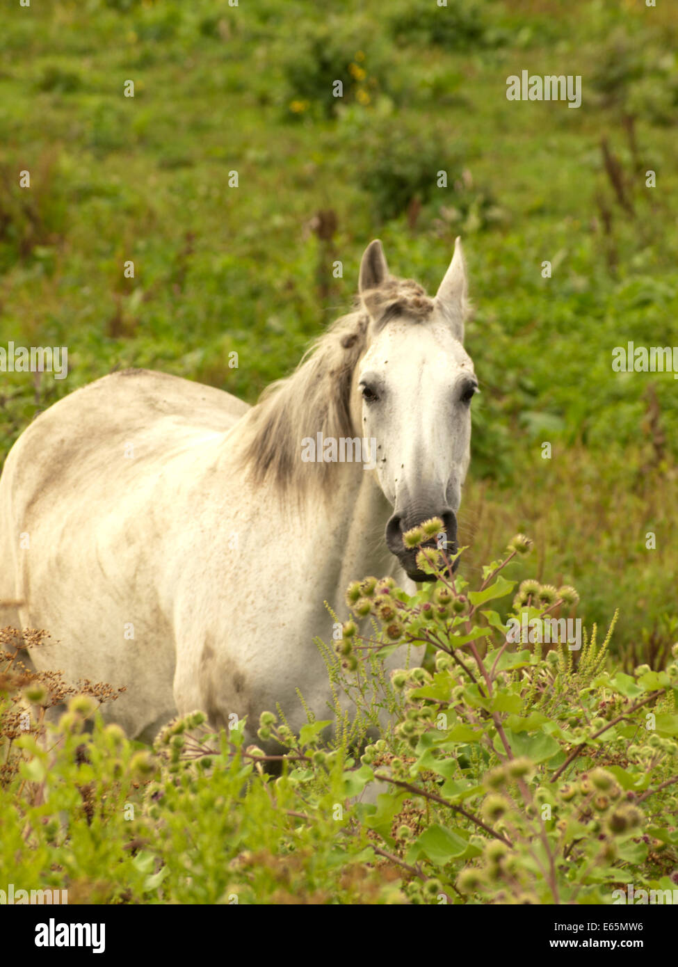 white horse in summer meadow Stock Photo - Alamy