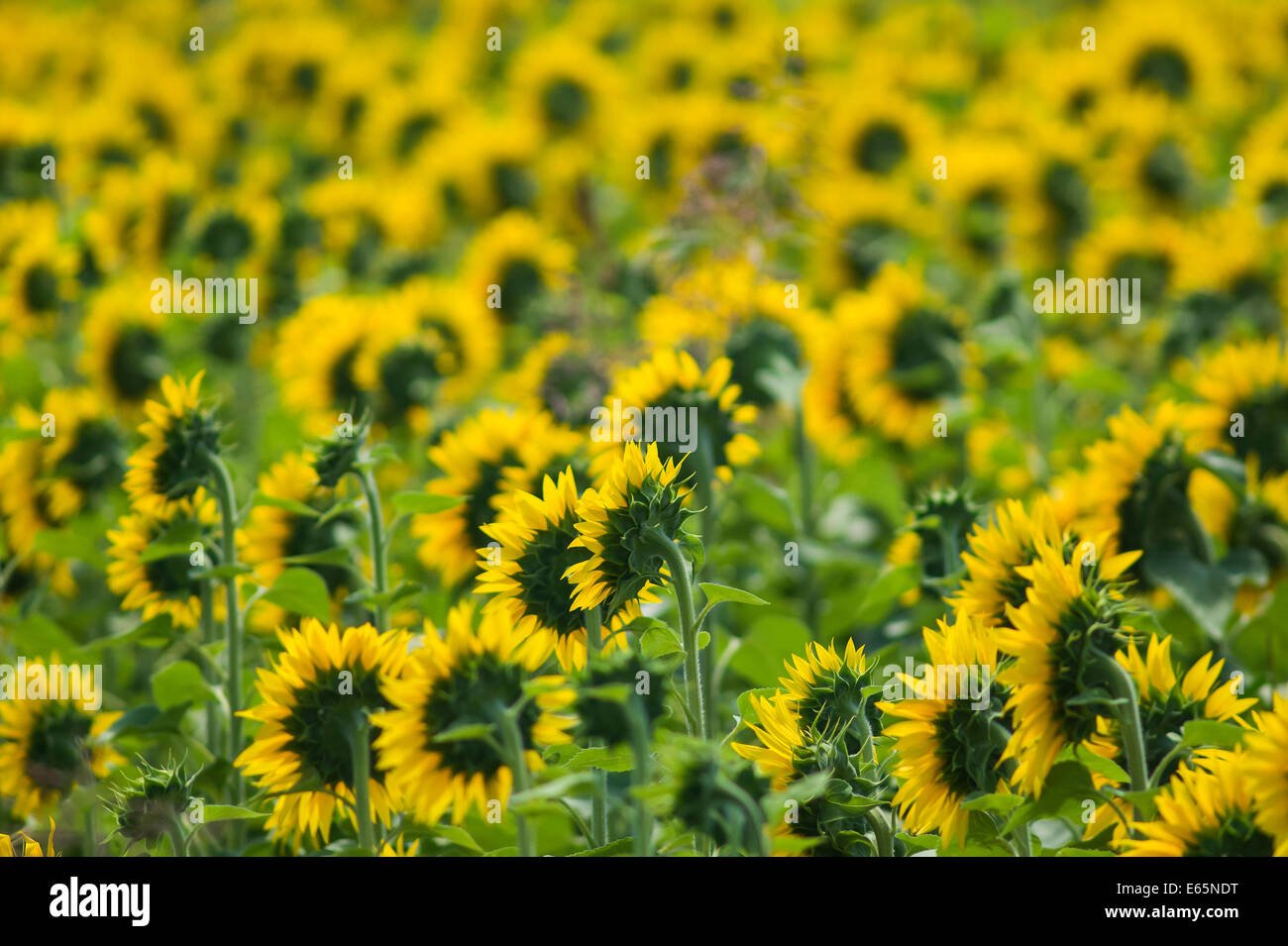 Sunflowers in Tuscany Stock Photo - Alamy