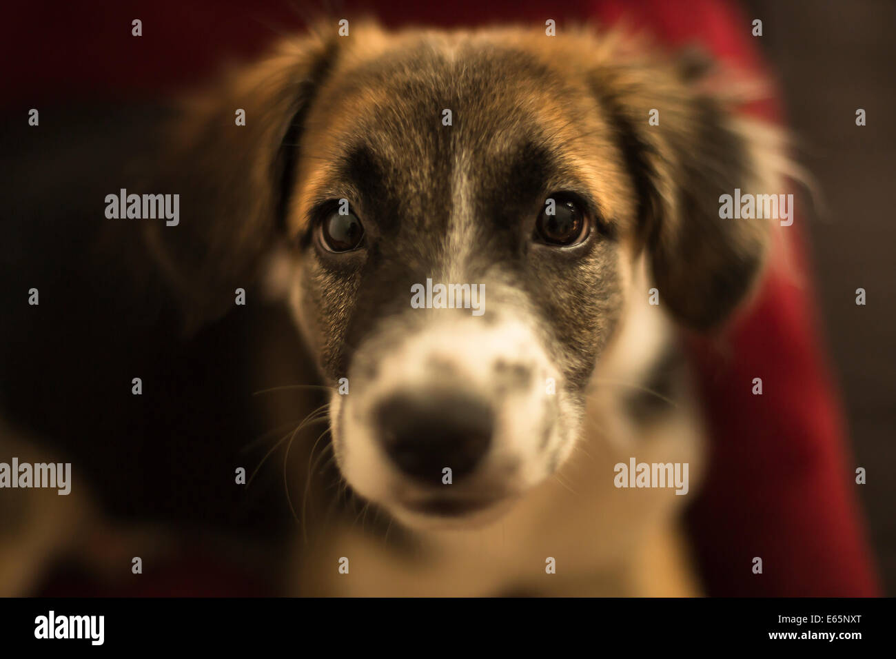 Portrait of puppy. Stock Photo