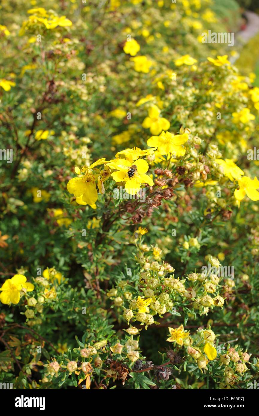 Wild yellow flowers Stock Photo