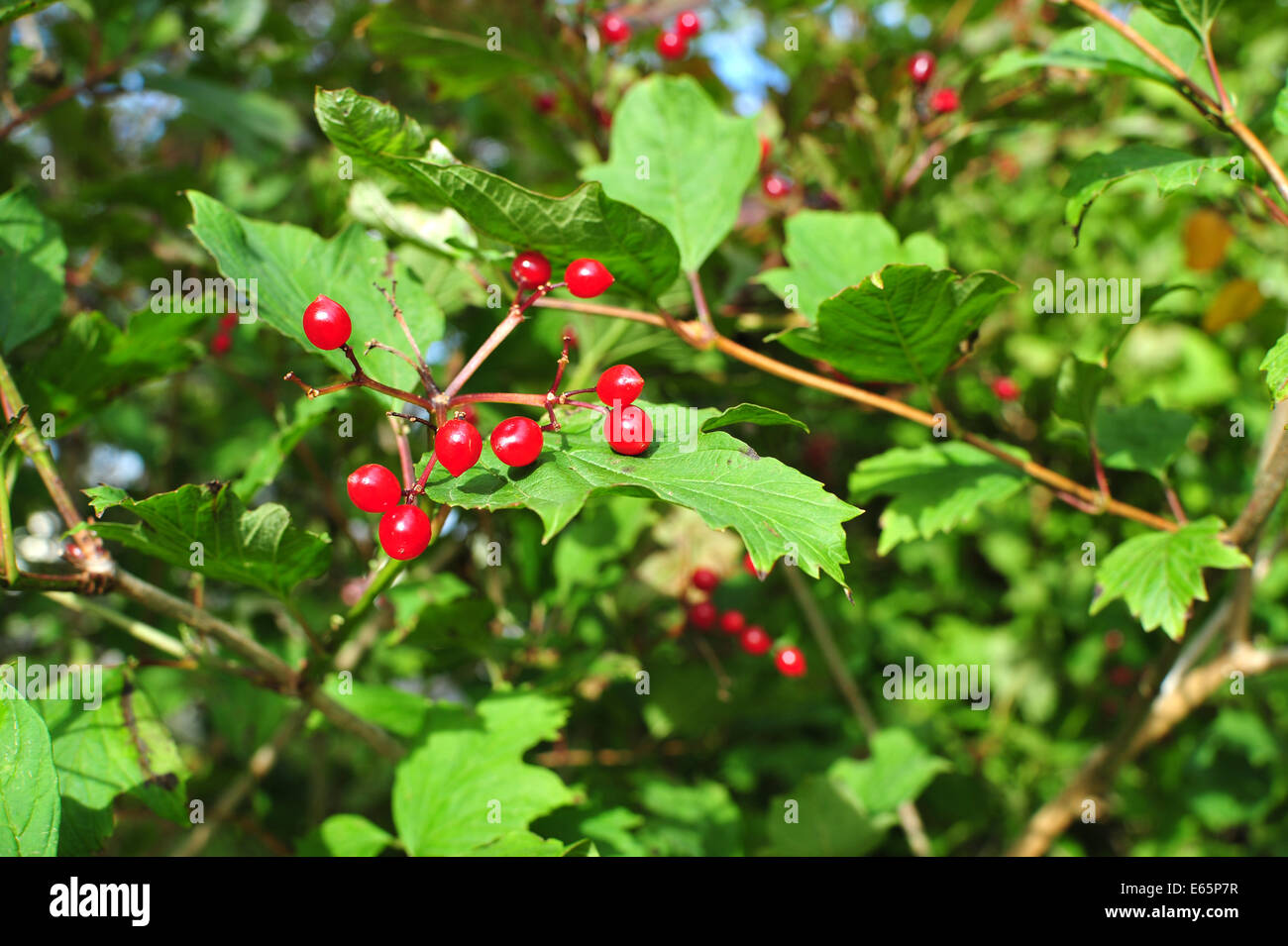 Branch of red viburnum with green leaves Stock Photo - Alamy