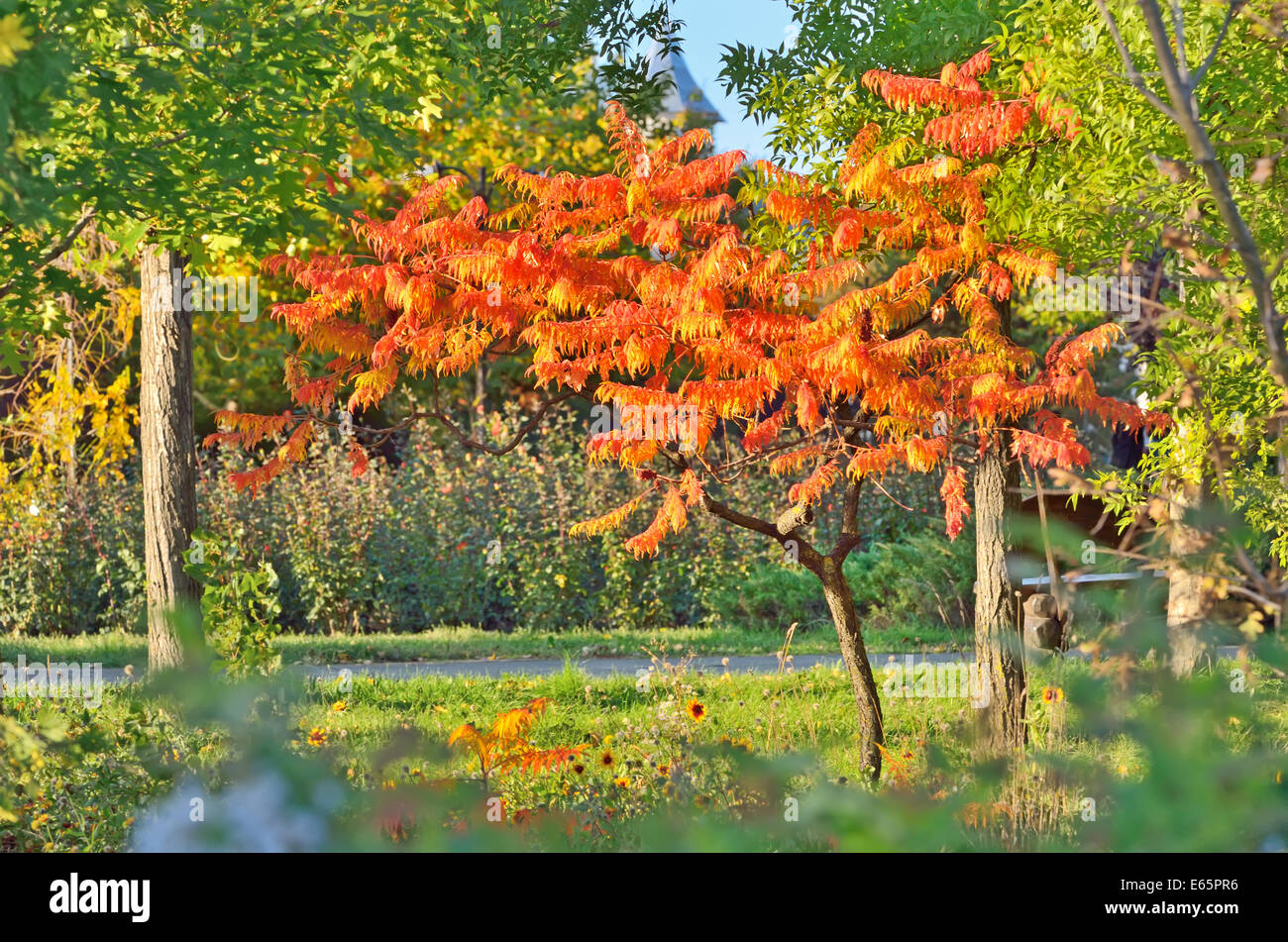Staghorn Sumac tree in autumn time Stock Photo