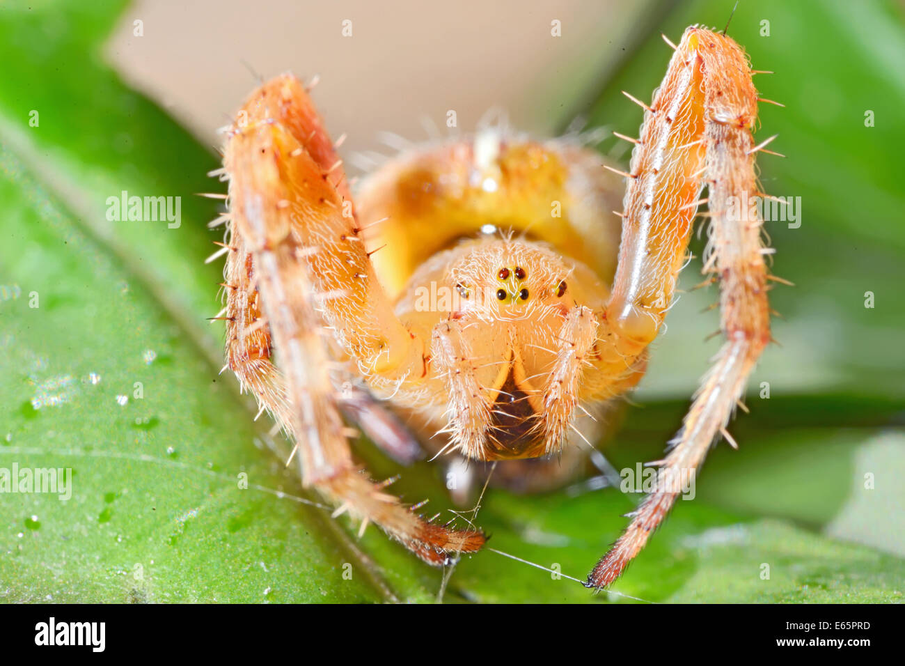 European garden spider, Araneus diadematus Stock Photo