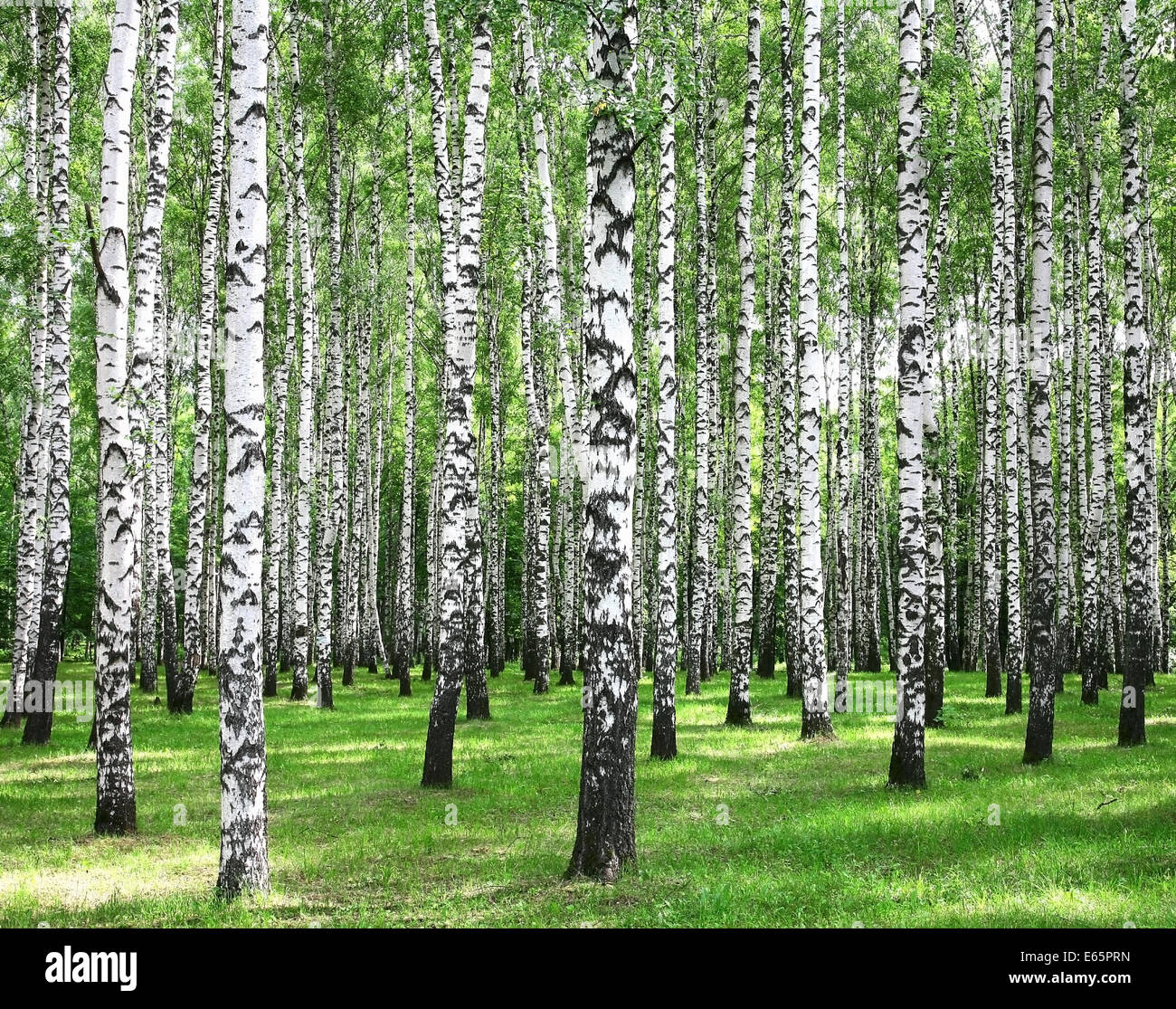 Russia forest hi-res stock photography and images - Alamy