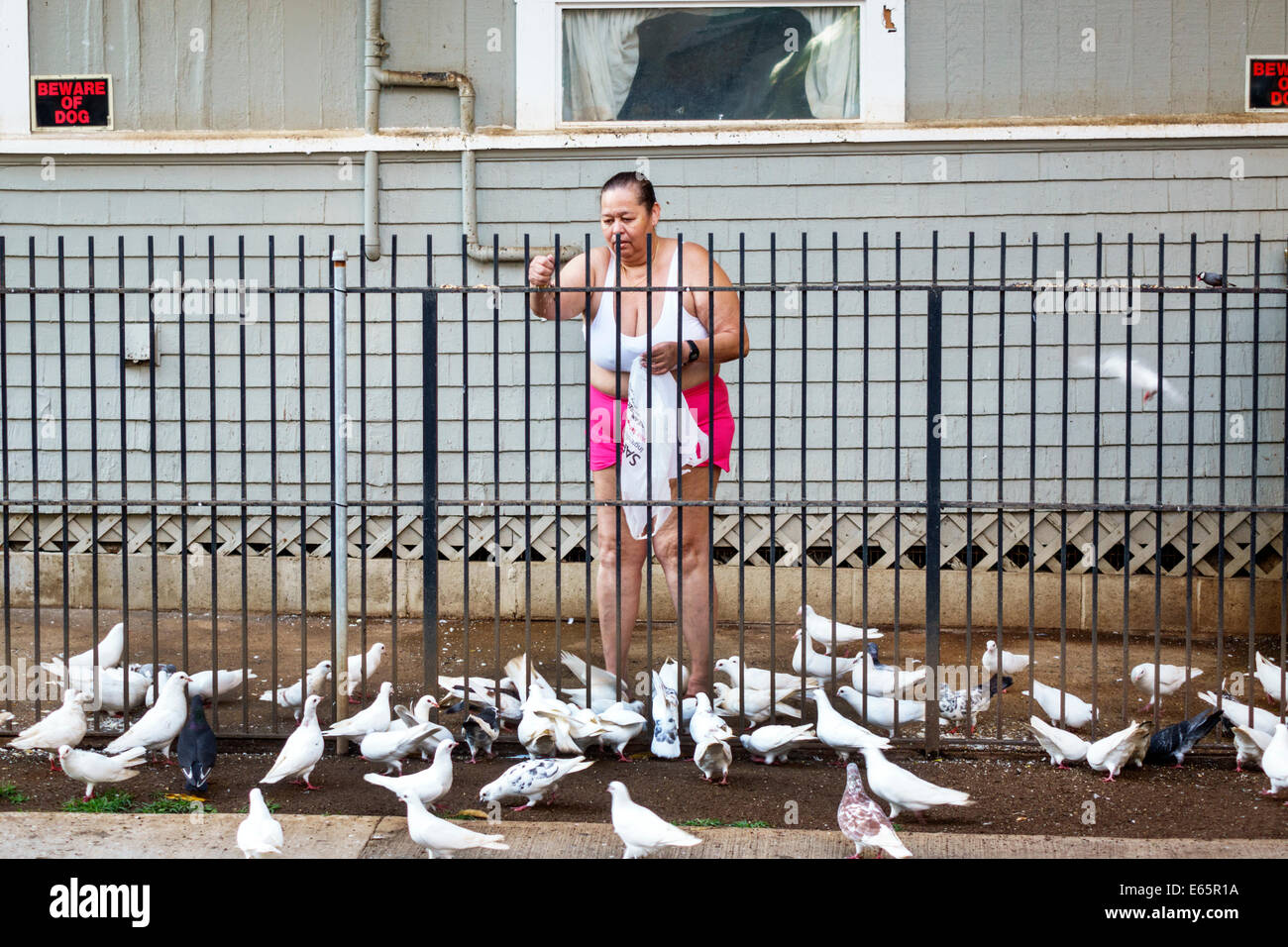 Honolulu Hawaii,Oahu,Hawaiian,Waikiki Beach,woman female women,feeding pigeons,USA,US,United,States,America Polynesia,HI140323139 Stock Photo