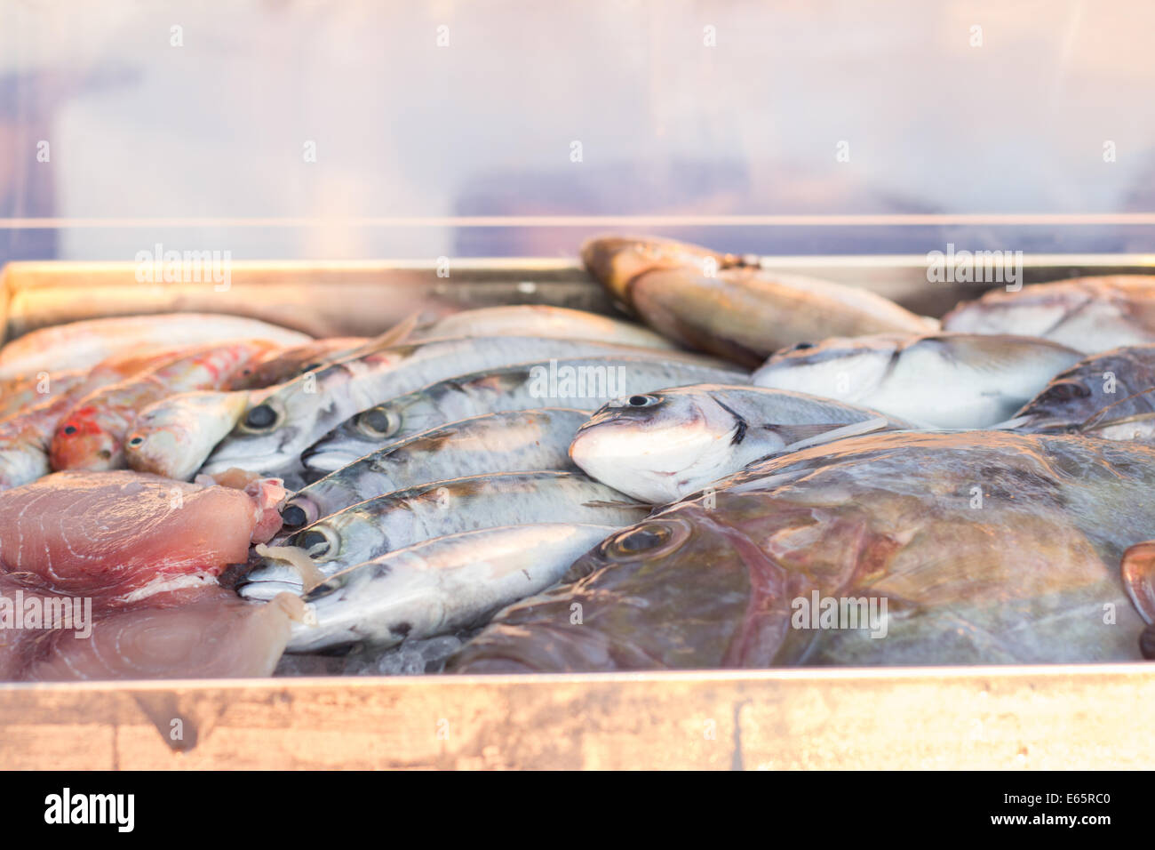 fresh fish shiny box container fishes 'iced display case' bass 'sea bream' 'mullet fish' swordfish  'copy space' Stock Photo