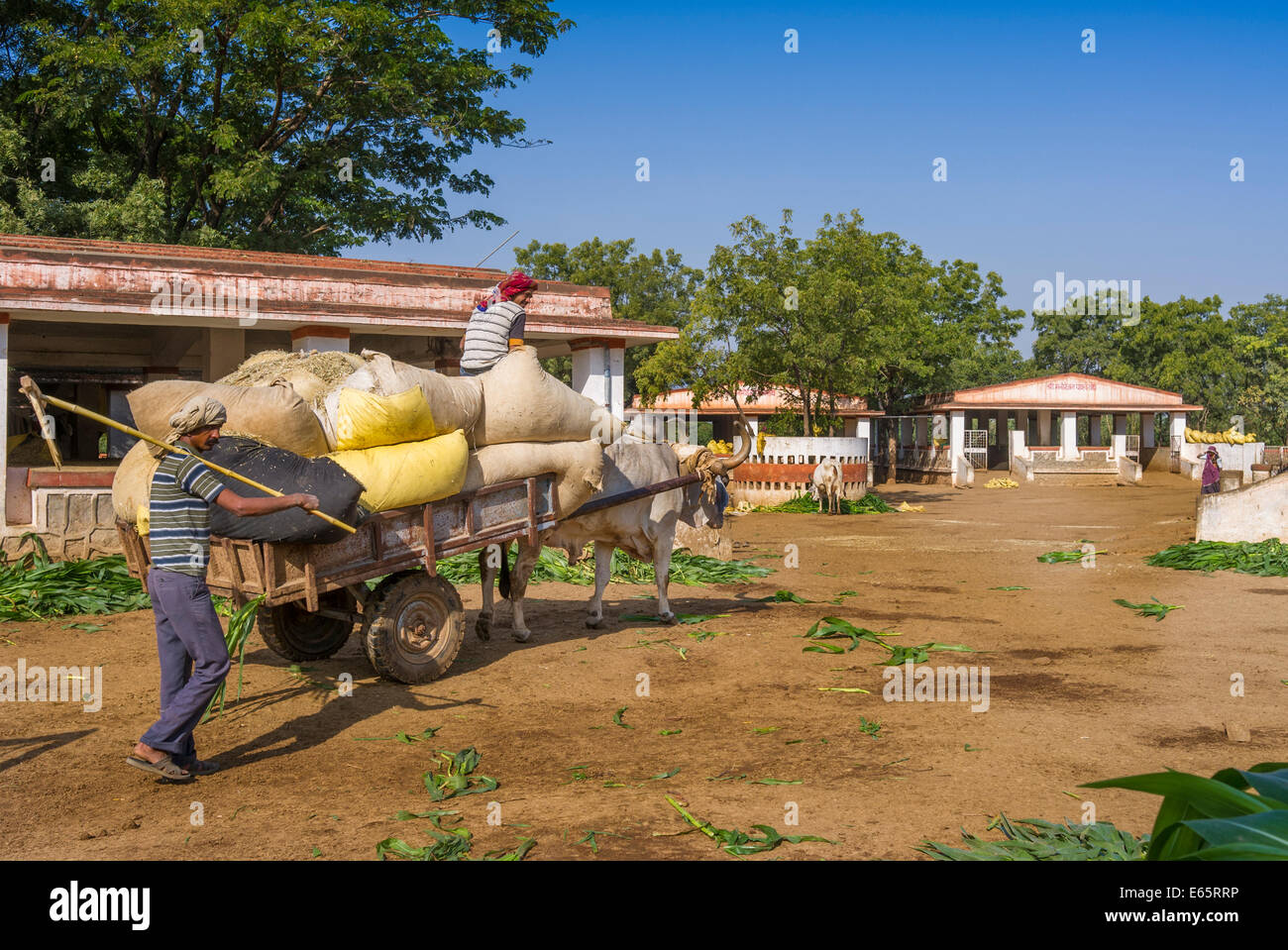 Pavapuri Farm Animal welfare center in Rajasthan India. Stock Photo