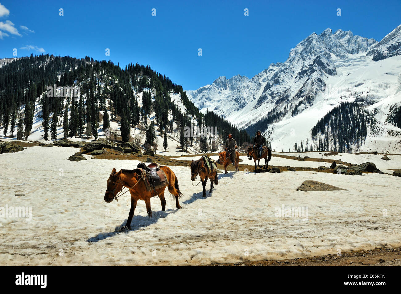 Sonamarg ponies,Kashmir Stock Photo