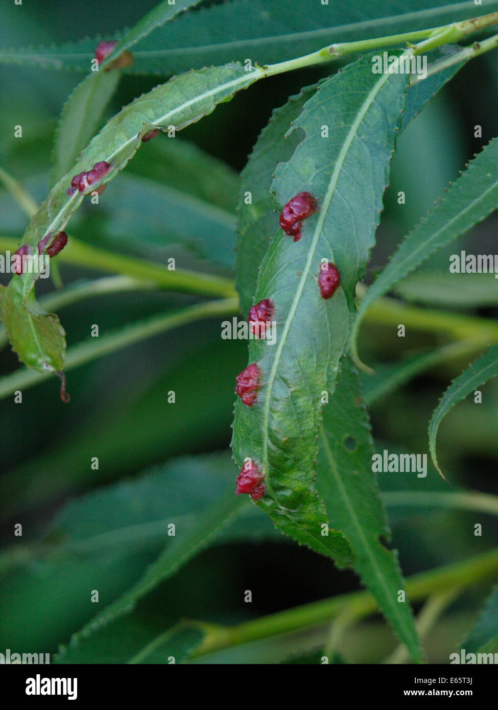 Leaf galls on willow tree leaves, UK Stock Photo