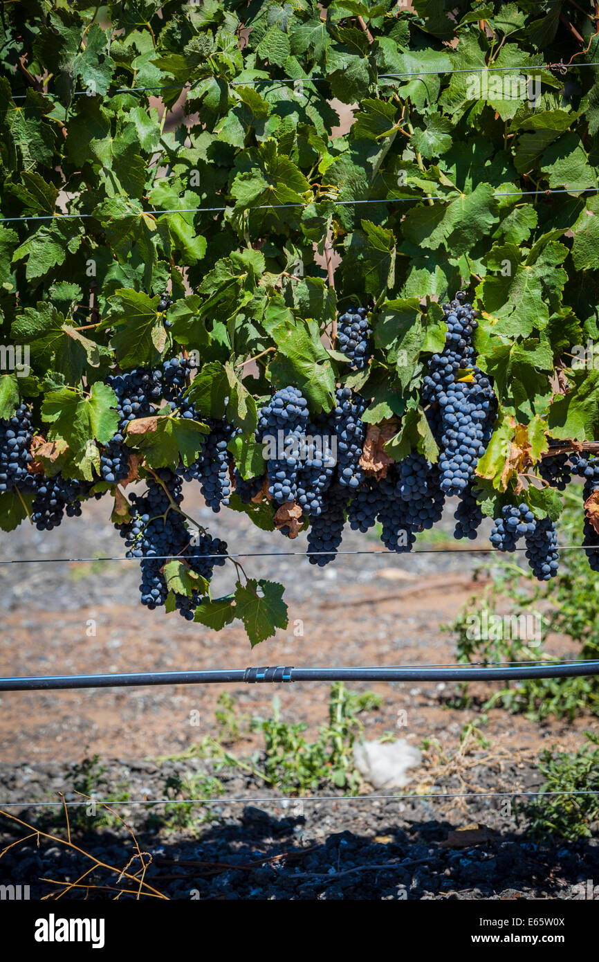 Ripening grapes on the vine in the Temecula wine growing region of Southern California Stock Photo