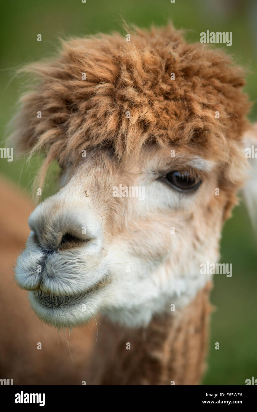 Portrait of an alpaca (Vicugna pacos) Stock Photo