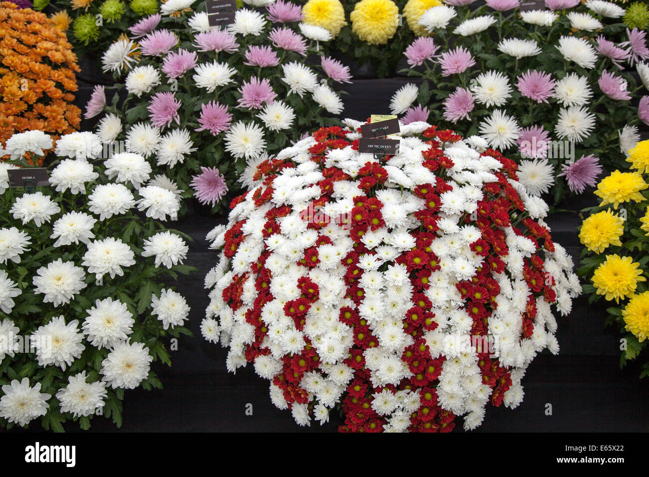 Southport, Merseyside, UK.  15th August, 2014.   Challenge Tropy winnner Frank Chartlons arrangements of  Chrysanthemums; bouquets of flowers at Britain’s biggest independent flower show. Stock Photo