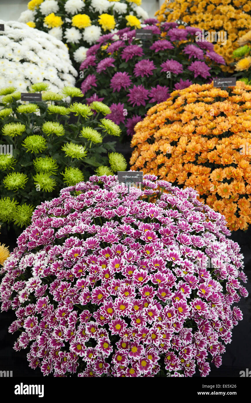 Southport, Merseyside, UK.  15th August, 2014.   Challenge Tropy winnner Frank Chartlons Chrysanthemums, at Britain’s biggest independent flower show. Stock Photo