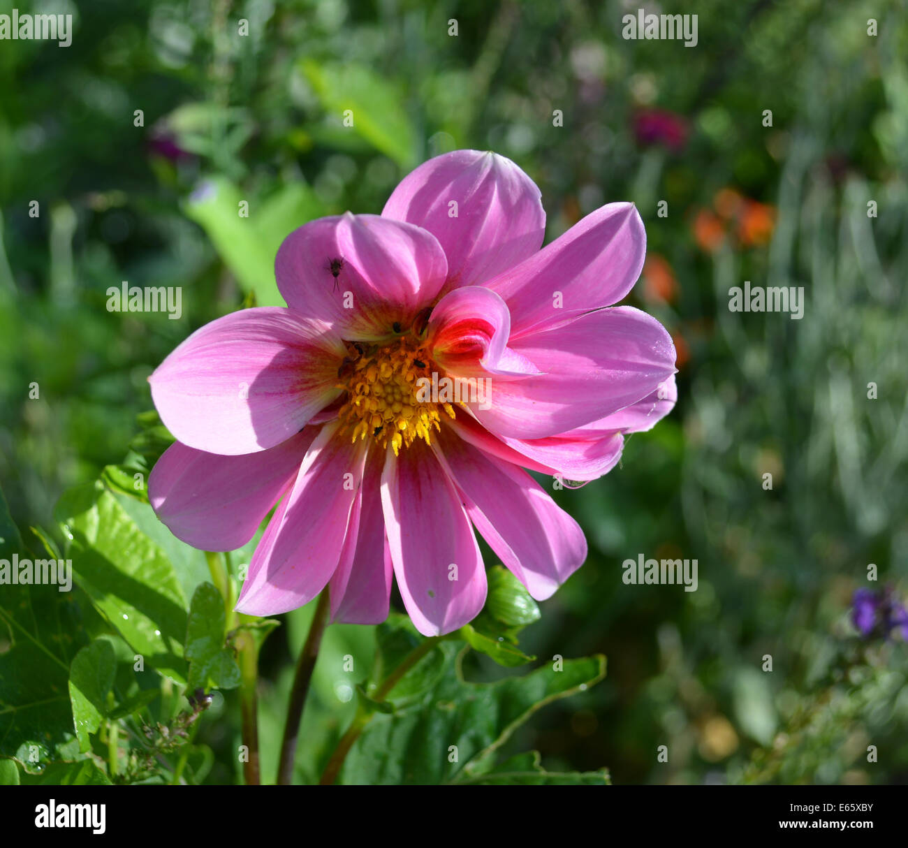 Pink Dahlia Flower High Resolution Stock Photography and Images - Alamy