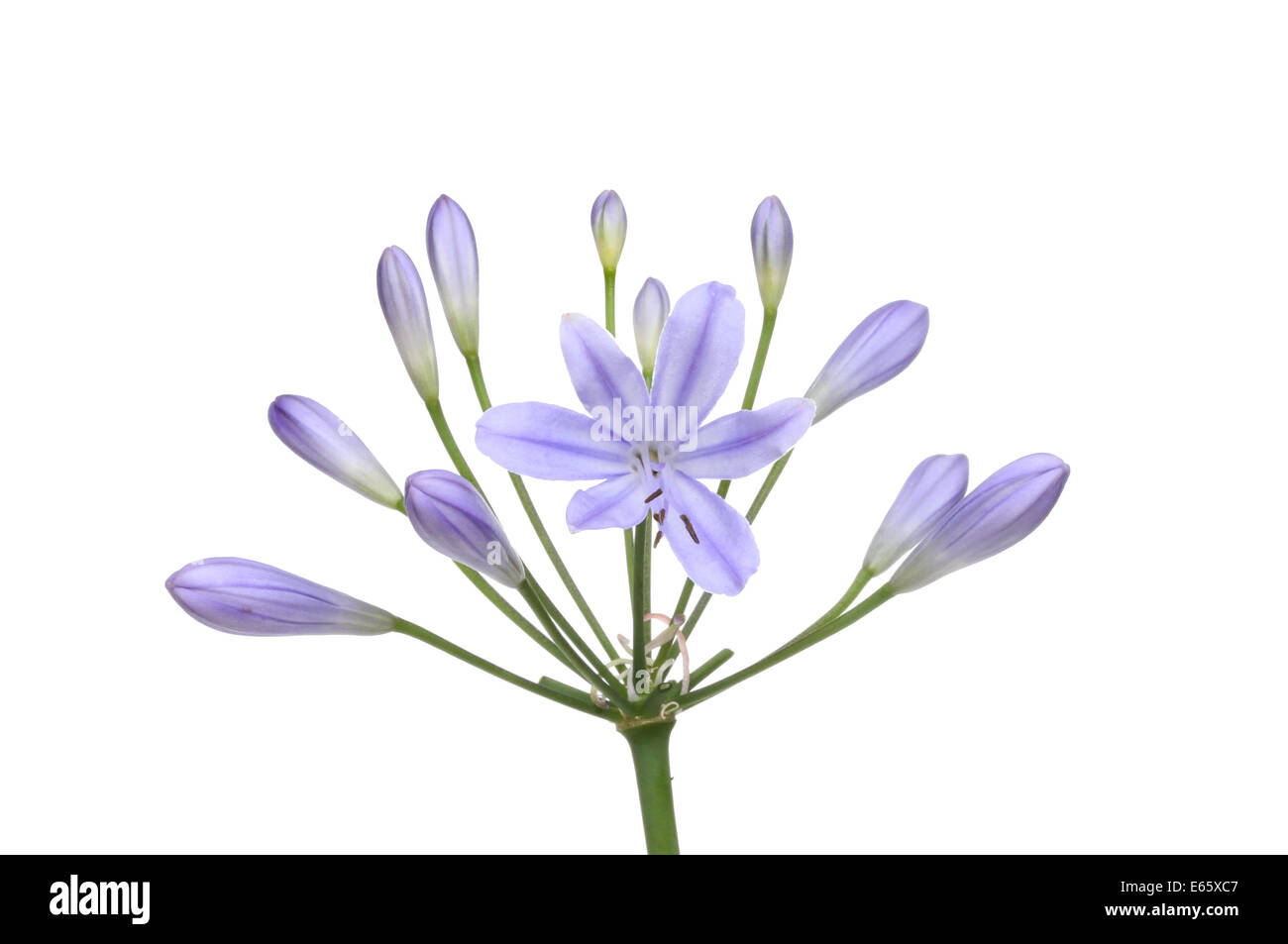 Agapanthus flower isolated against white Stock Photo