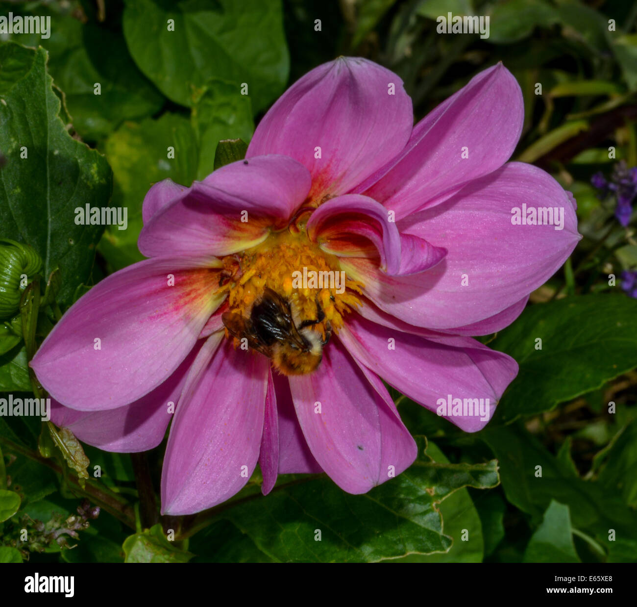 Bee on Dahlia flower Stock Photo Alamy