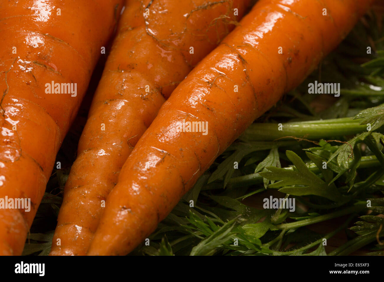 Wet organic carrots Daucus carota Stock Photo