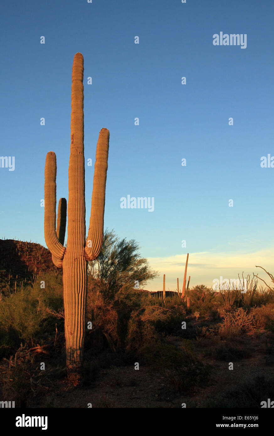 Saguaro Cactus (Carnegiea Gigantea) in Sunset Light, Saguaro National Park, Tucson, Arizona, United States Stock Photo