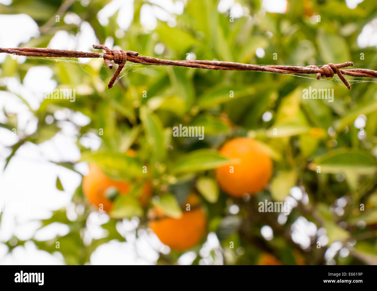 Orange fruit tree growing in a garden behind a rusty barbed wire Stock Photo