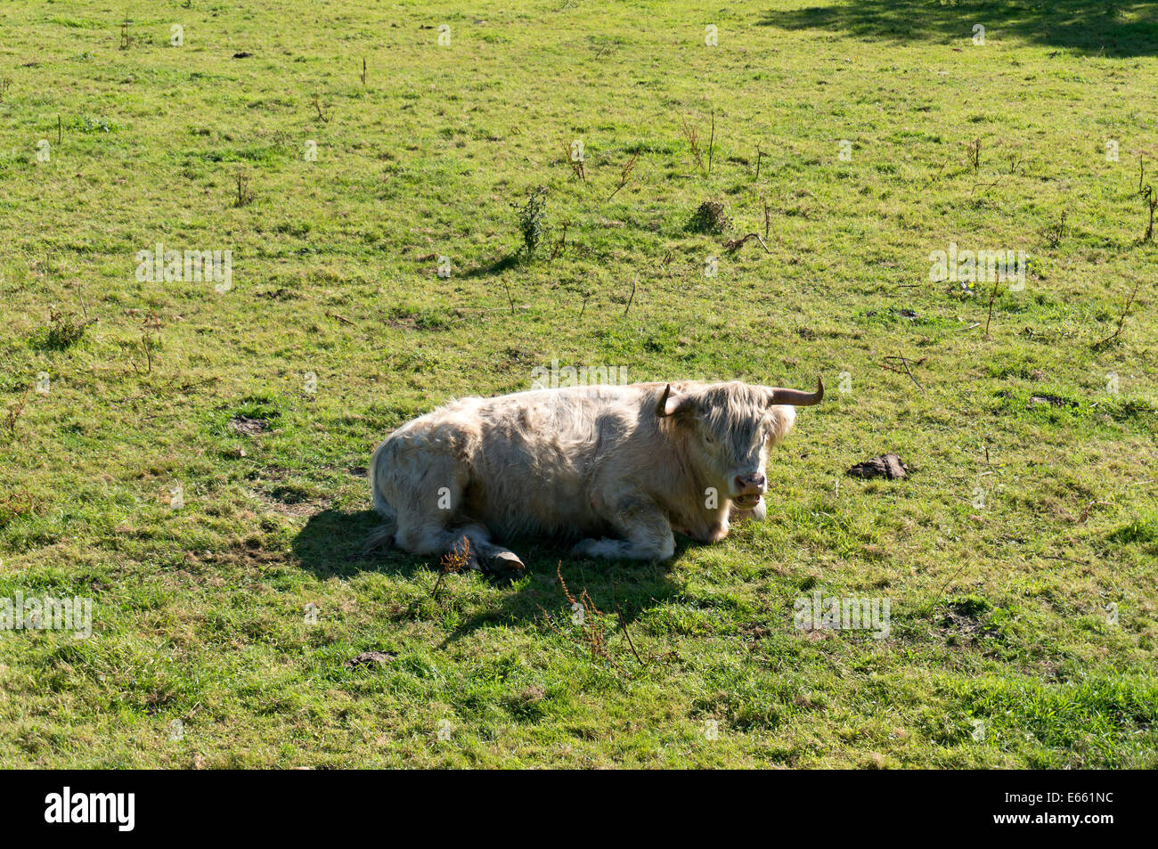 Highland cow in field, Luddenden Foot, West Yorkshire Stock Photo