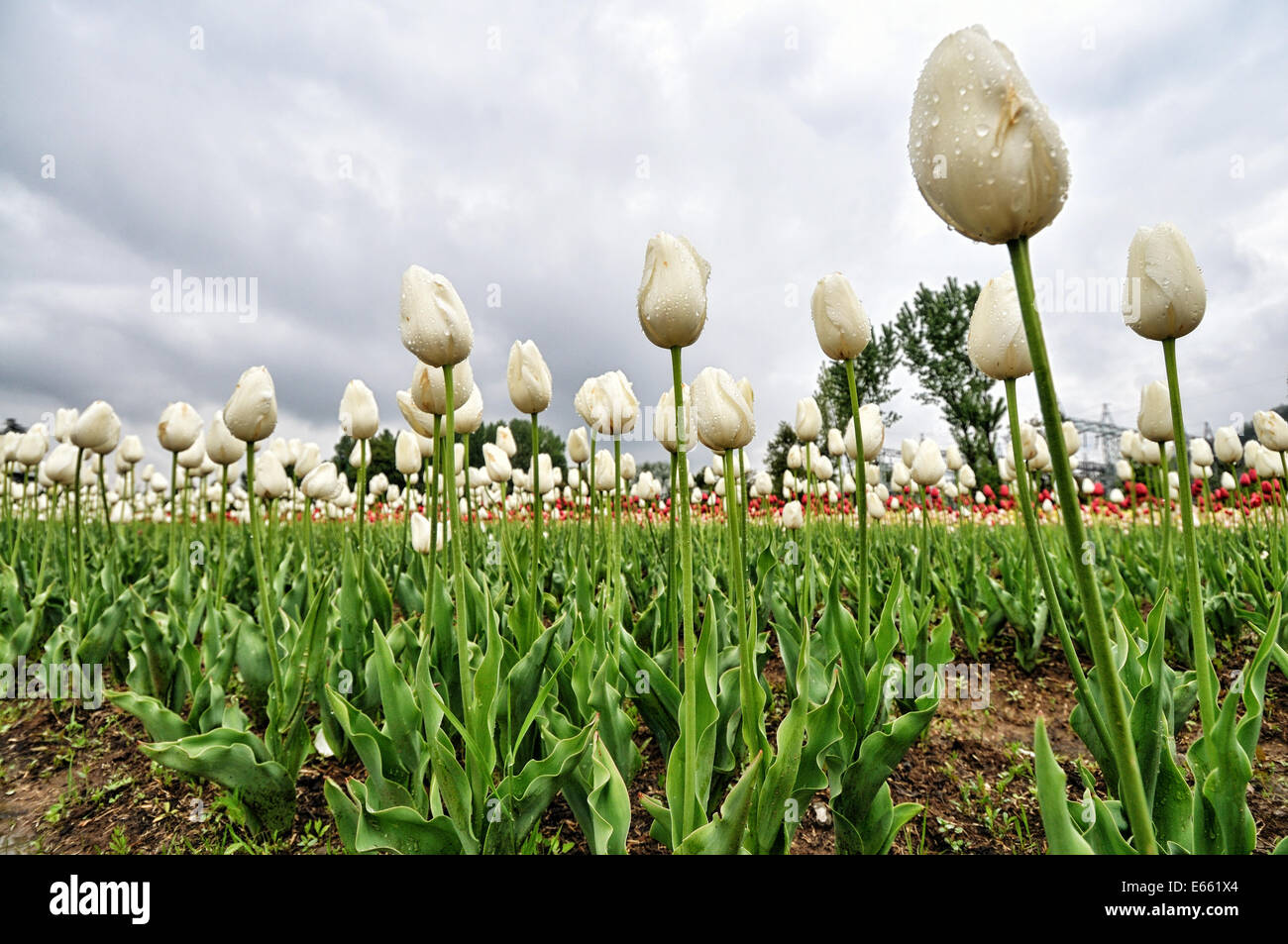 Spring flowers-tulip Stock Photo