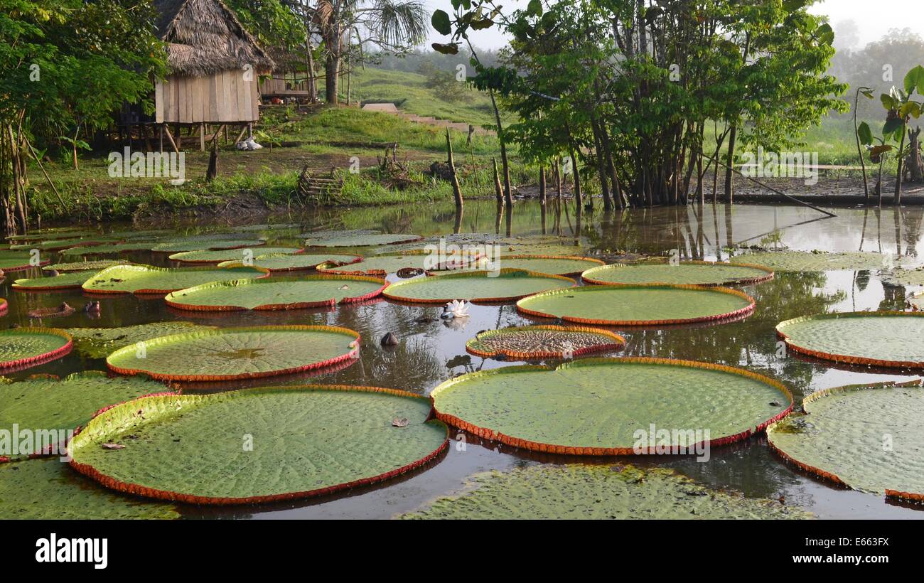 Giant Victoria Amazonica water lily pads in the Amazon region of Loreto