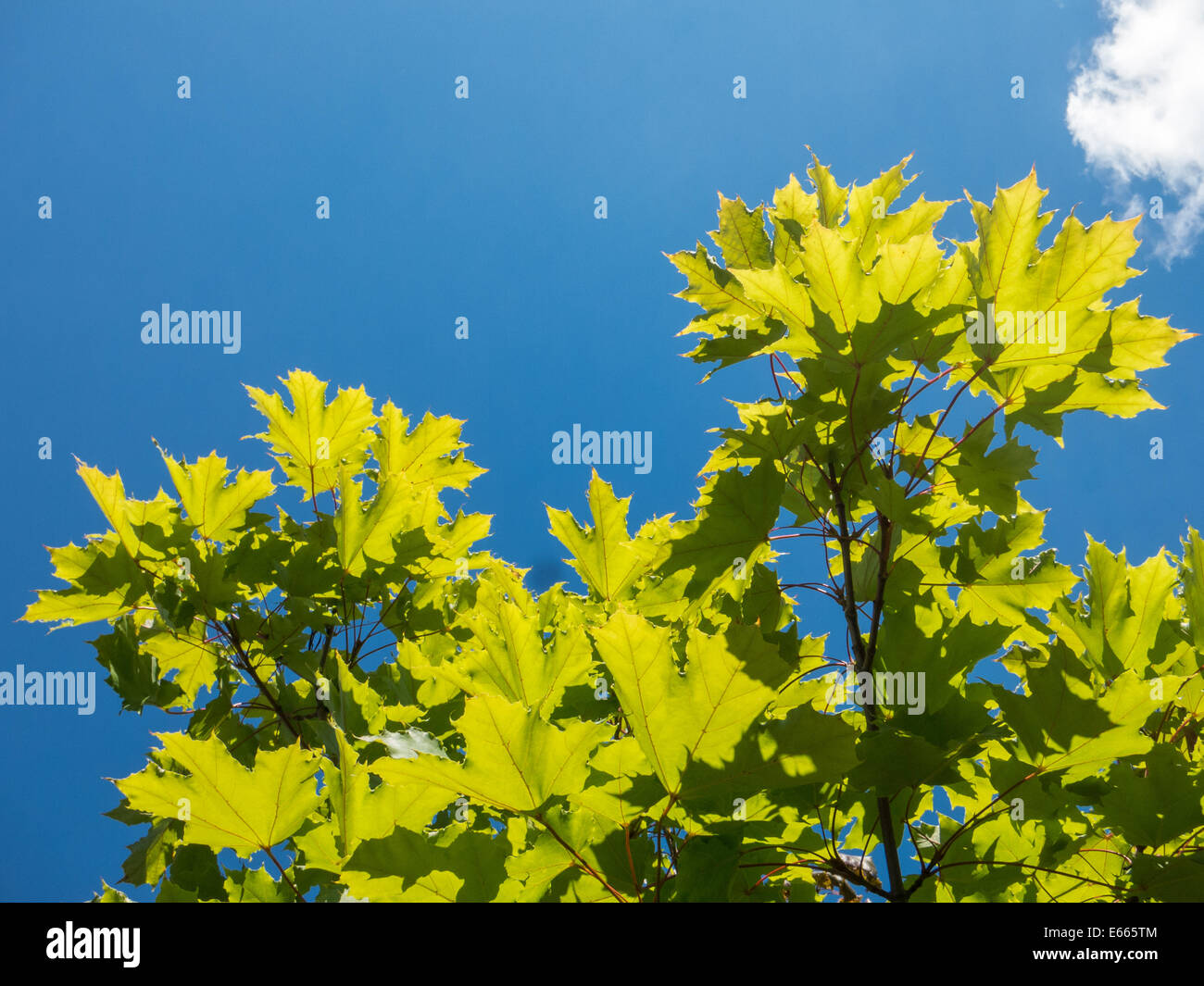 Backlit fresh green leaves hi-res stock photography and images - Alamy
