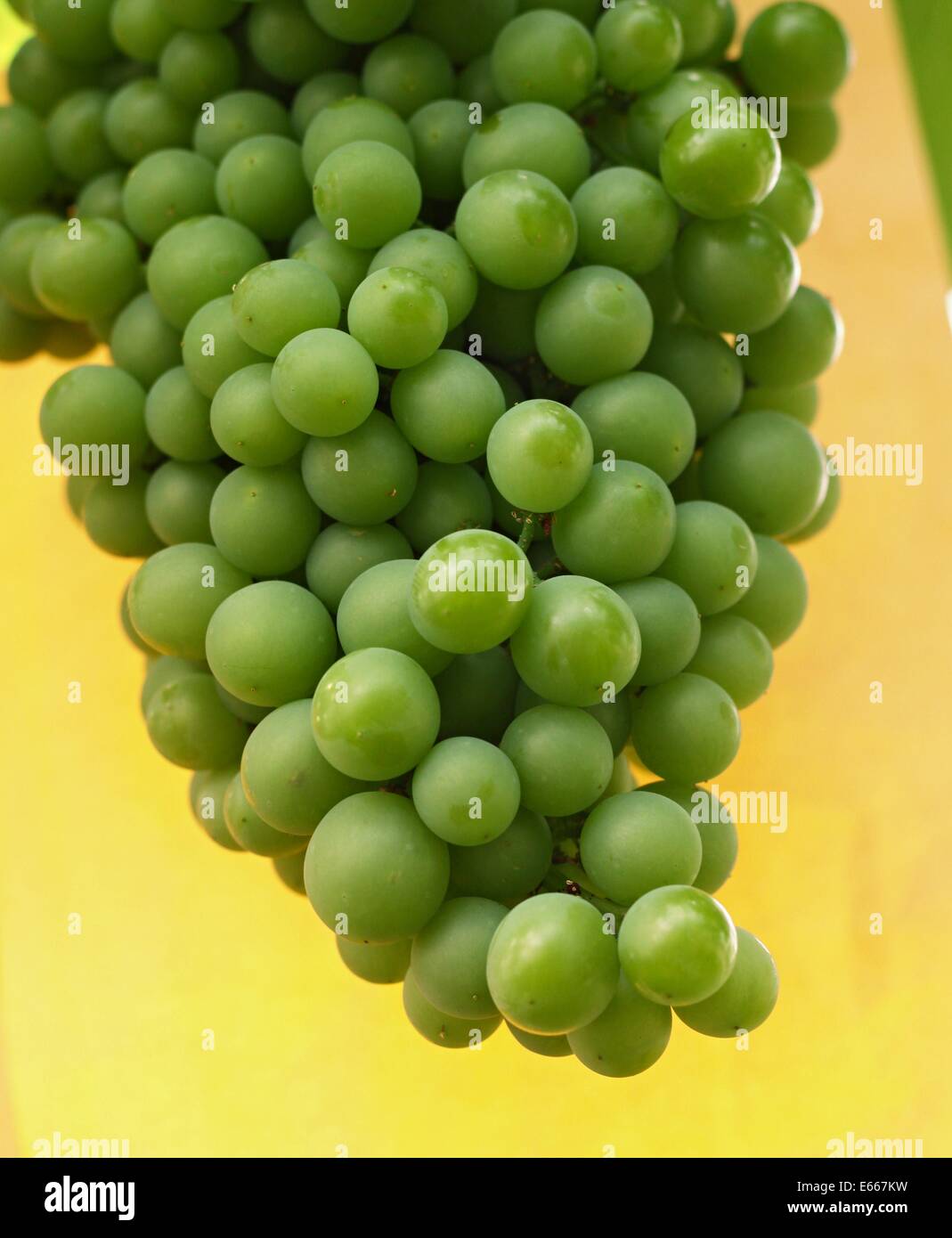 Green grapes on vine Stock Photo Alamy
